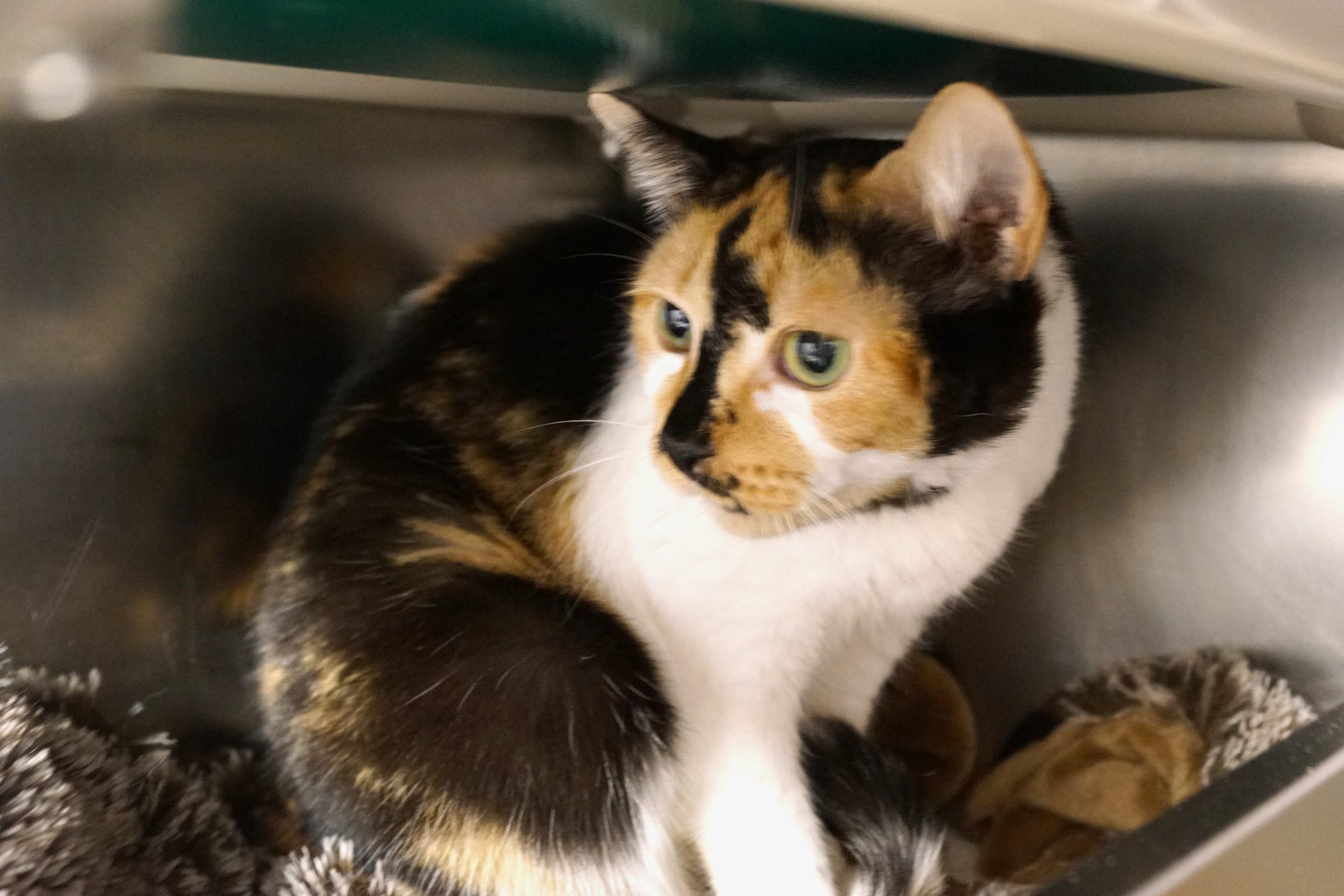 Cindy Clawford thumbnail 2