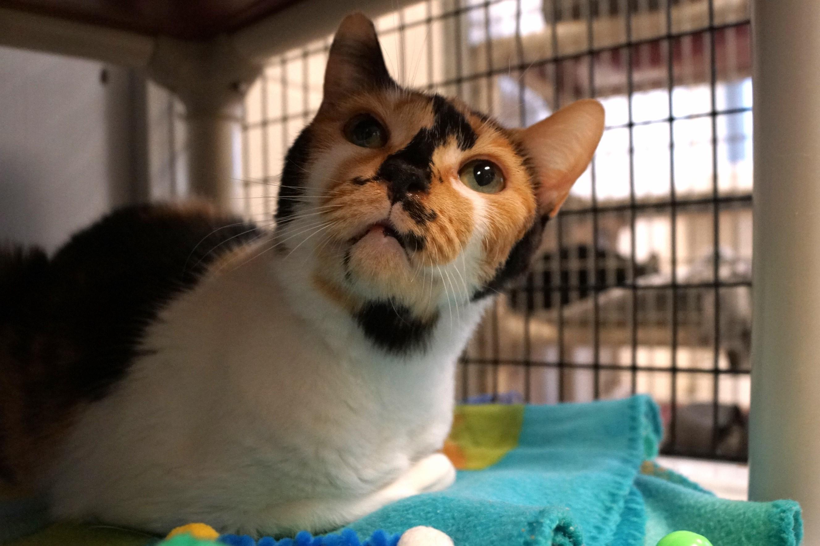 Cindy Clawford thumbnail 3