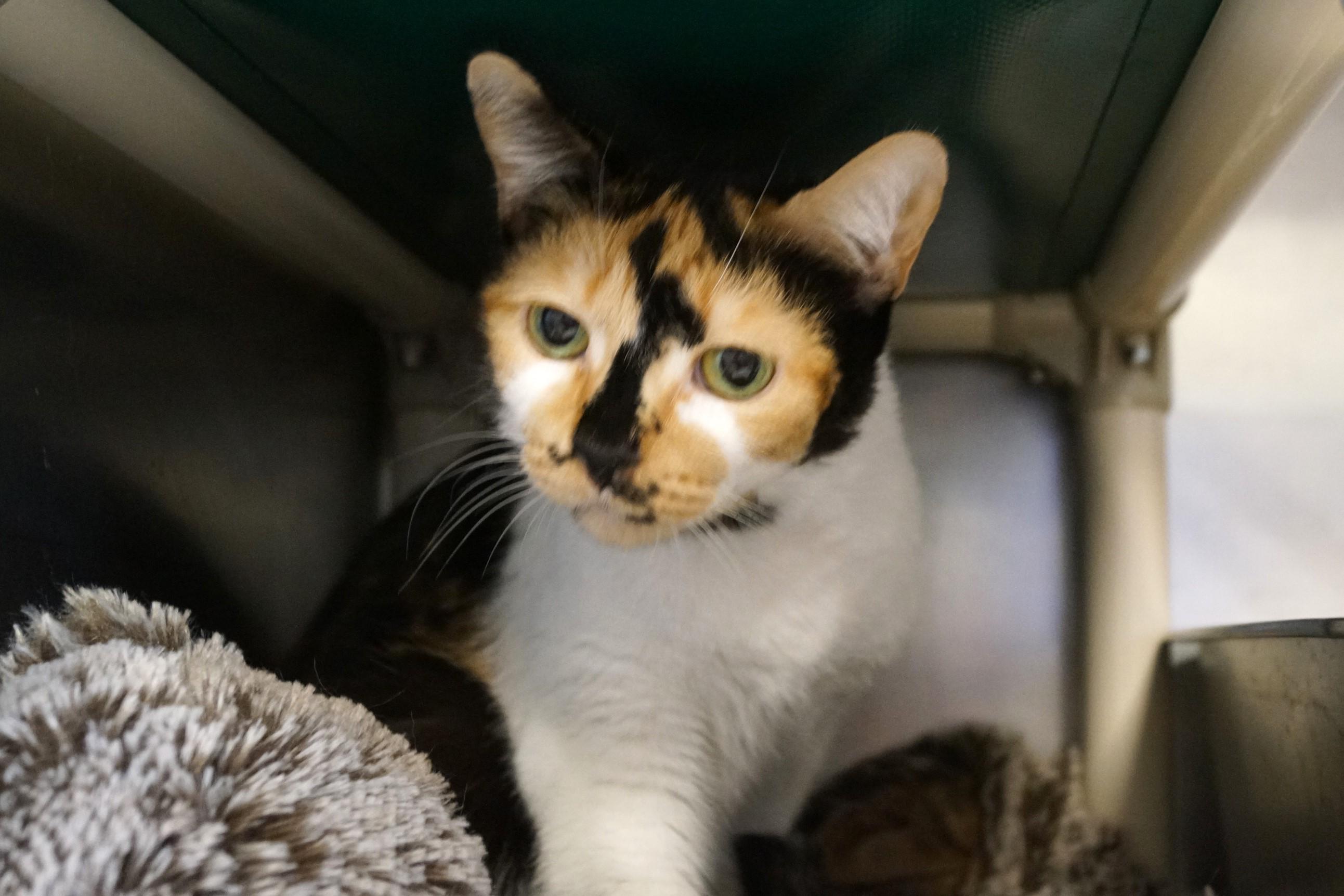 Cindy Clawford thumbnail 5