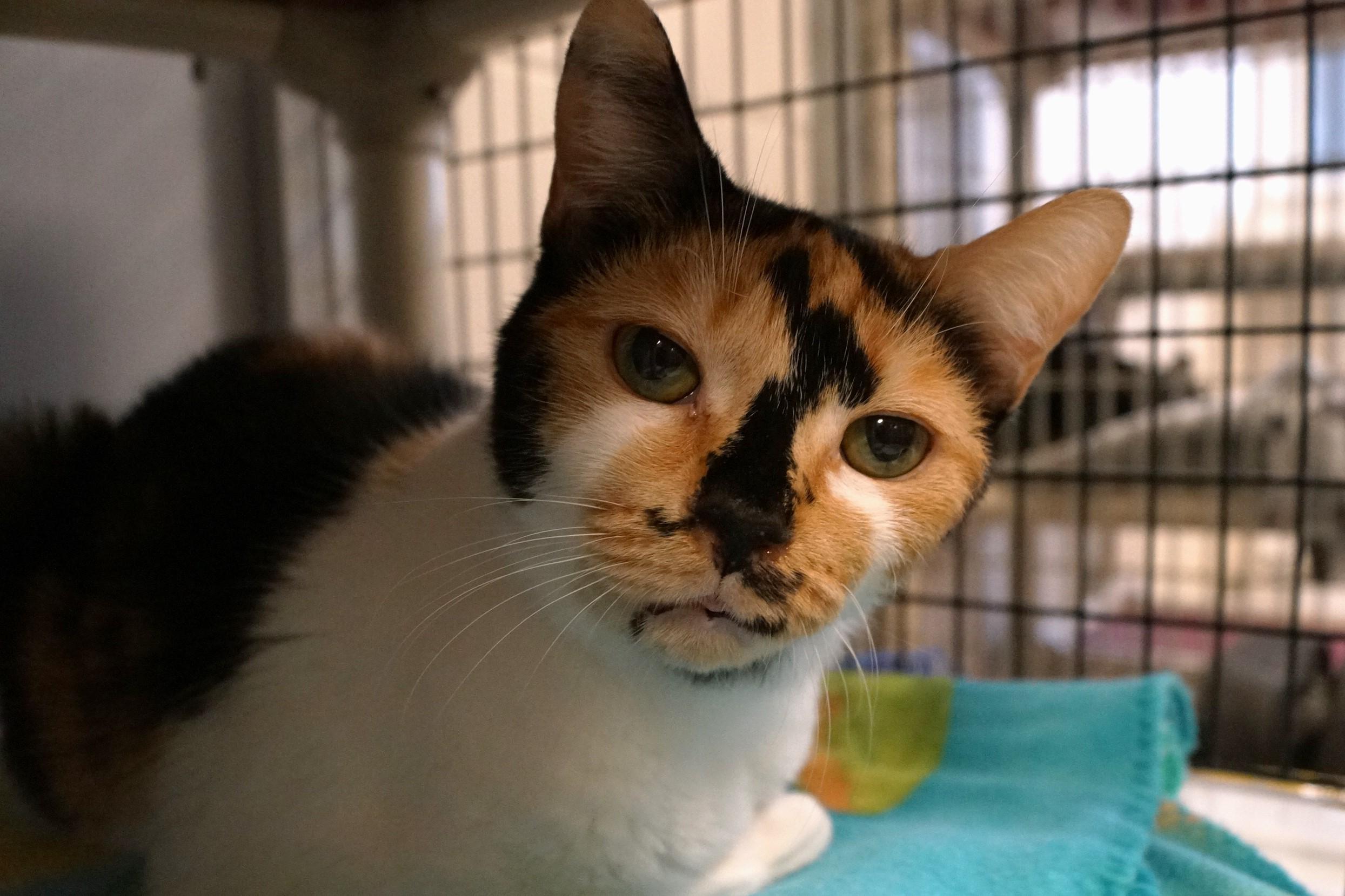 Cindy Clawford thumbnail 6