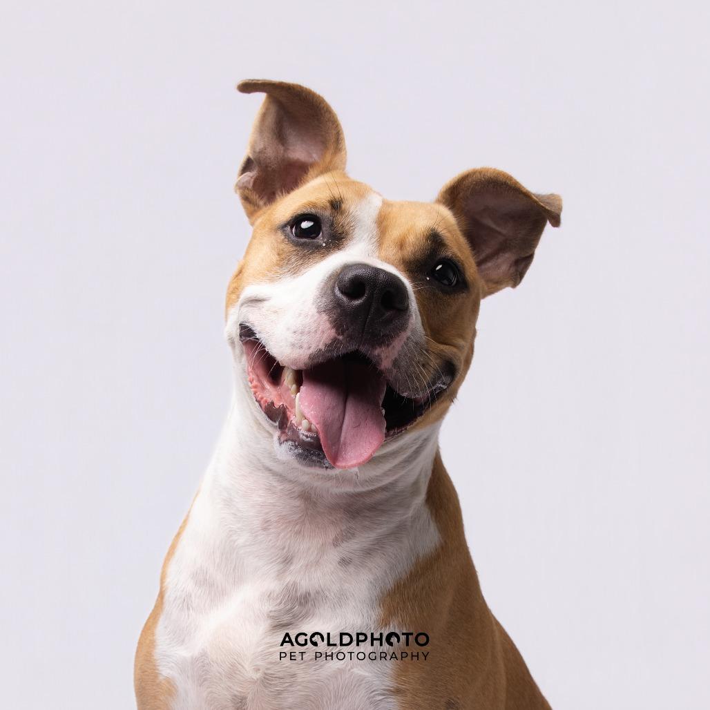 Cannon, Adoptable, Adult Male Terrier & Terrier.