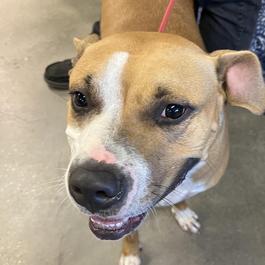 Enlarge Cannon, a Adoptable mixed breed in Tampa, FL image 2/6