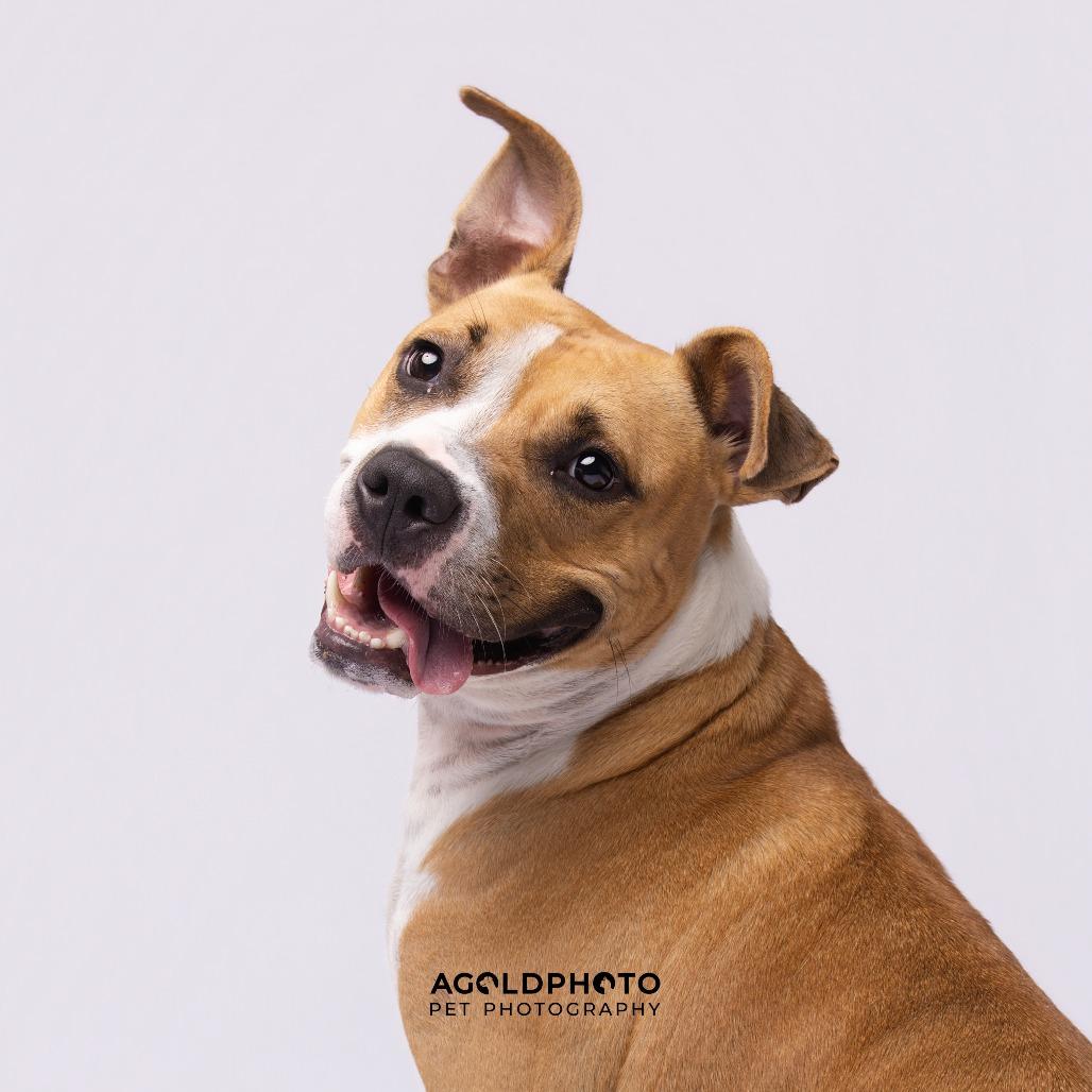 Enlarge Cannon, a Adoptable mixed breed in Tampa, FL image 3/6