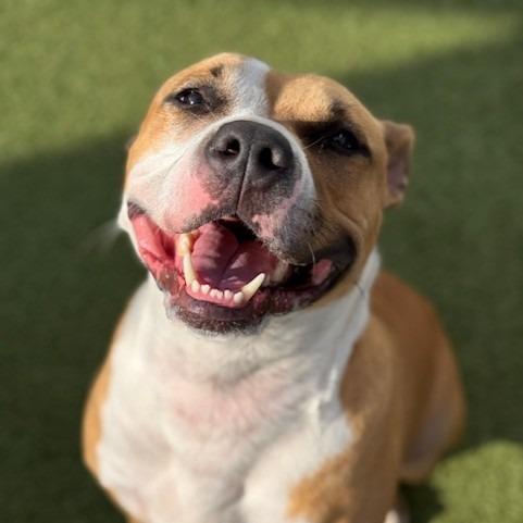 Enlarge Cannon, a Adoptable mixed breed in Tampa, FL image 5/6