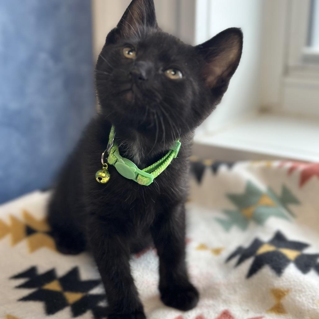 Dallas, a ADOPTABLE Domestic Short Hair in Clinton, IL image 3/4