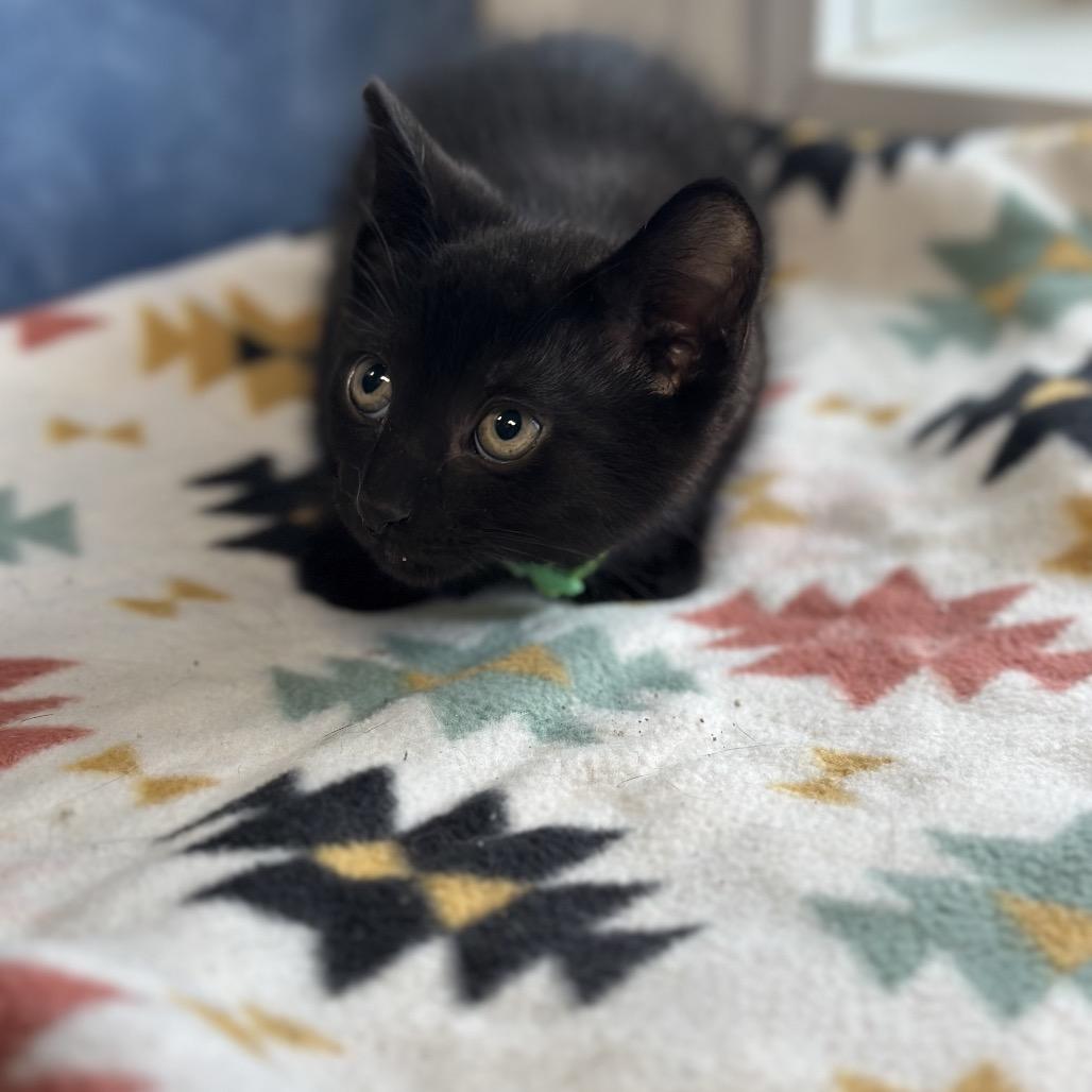Dallas, a ADOPTABLE Domestic Short Hair in Clinton, IL image 4/4