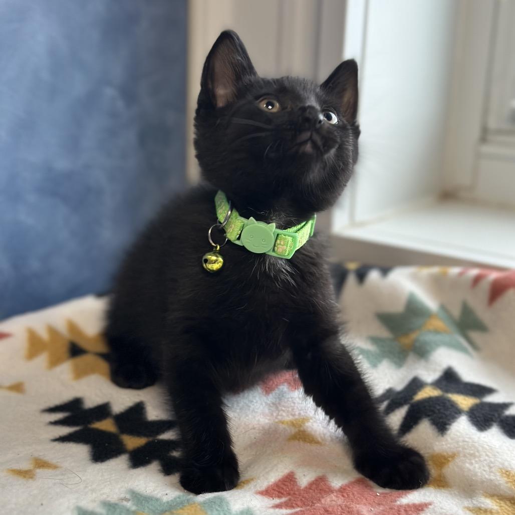 Dallas, a ADOPTABLE Domestic Short Hair in Clinton, IL image 2/4