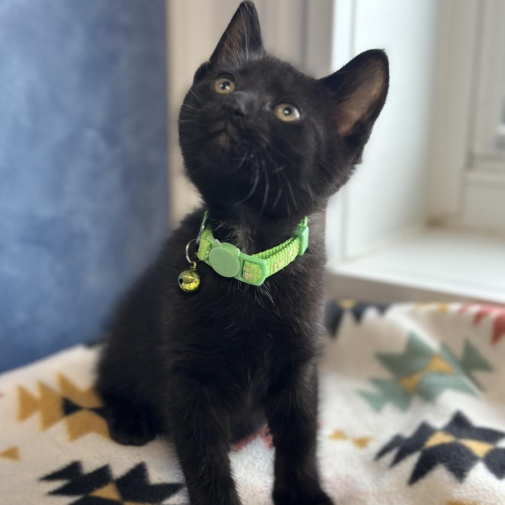 Dallas, a ADOPTABLE Domestic Short Hair in Clinton, IL image 1/4