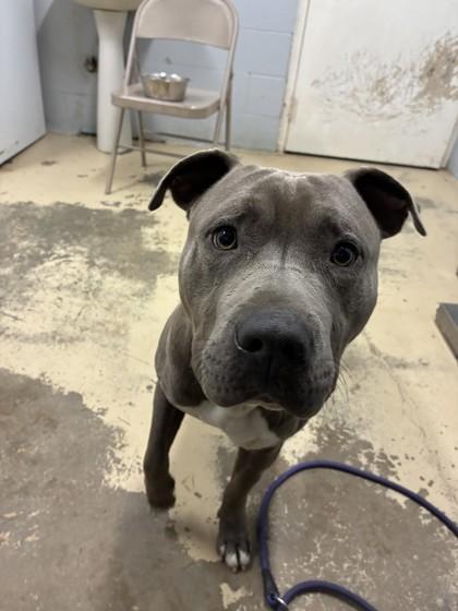 Enlarge Dre, a Adoptable mixed breed in West Memphis, AR image 1/1