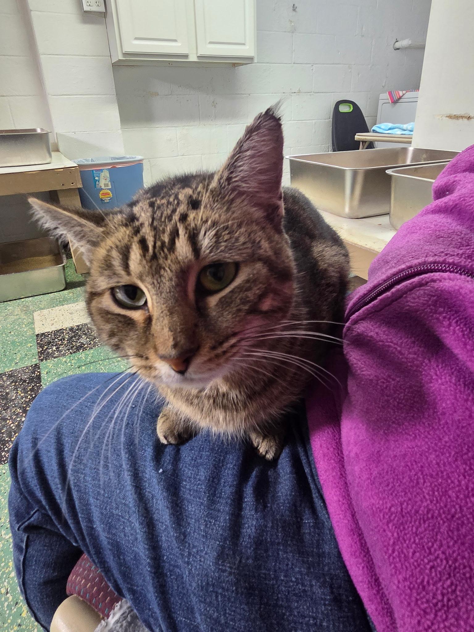 Enlarge Marley, a ADOPTABLE American Shorthair in Mount Pleasant, PA image 1/1