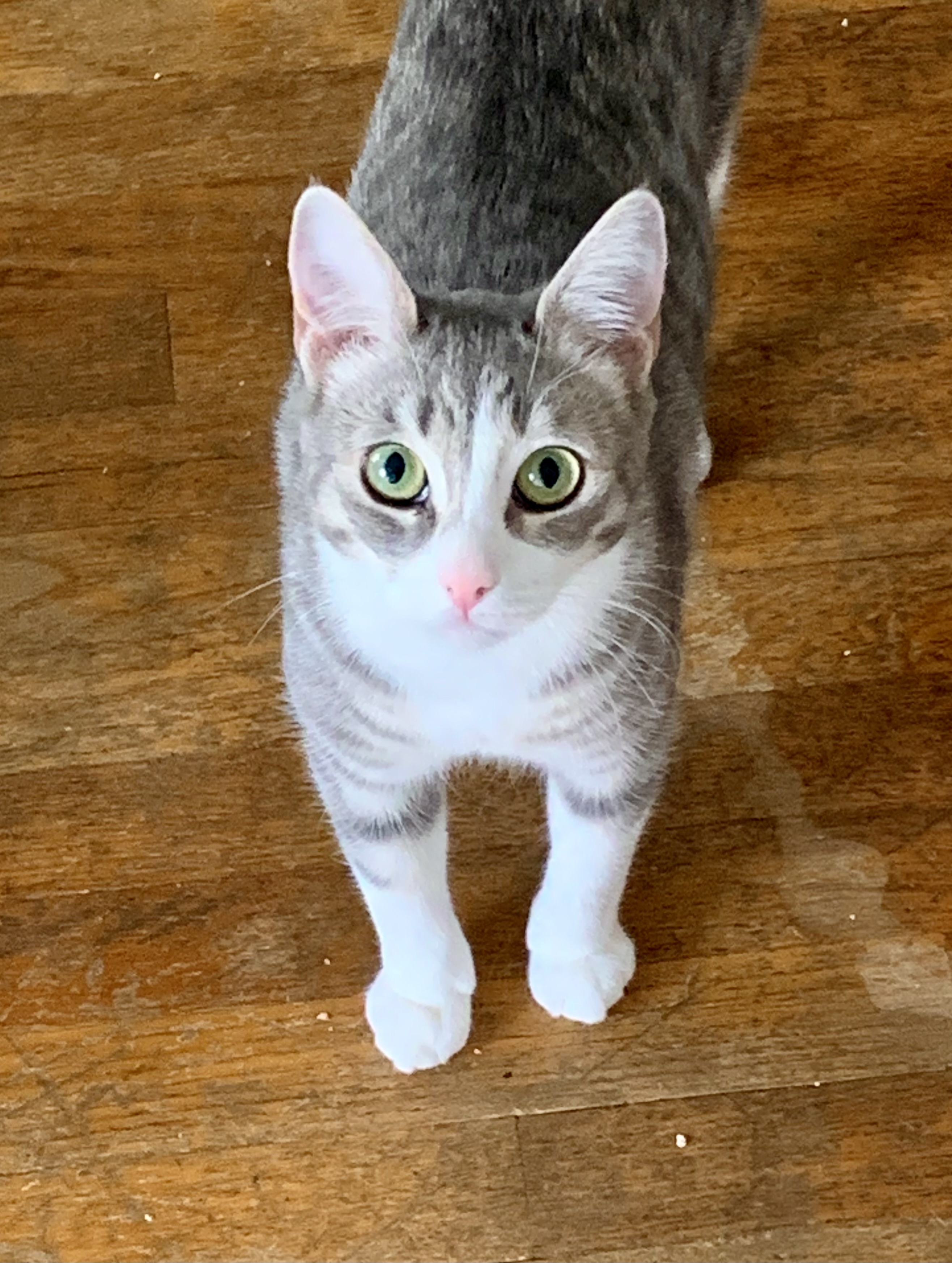 Poppy, Adoptable, Adult Female Domestic Short Hair.