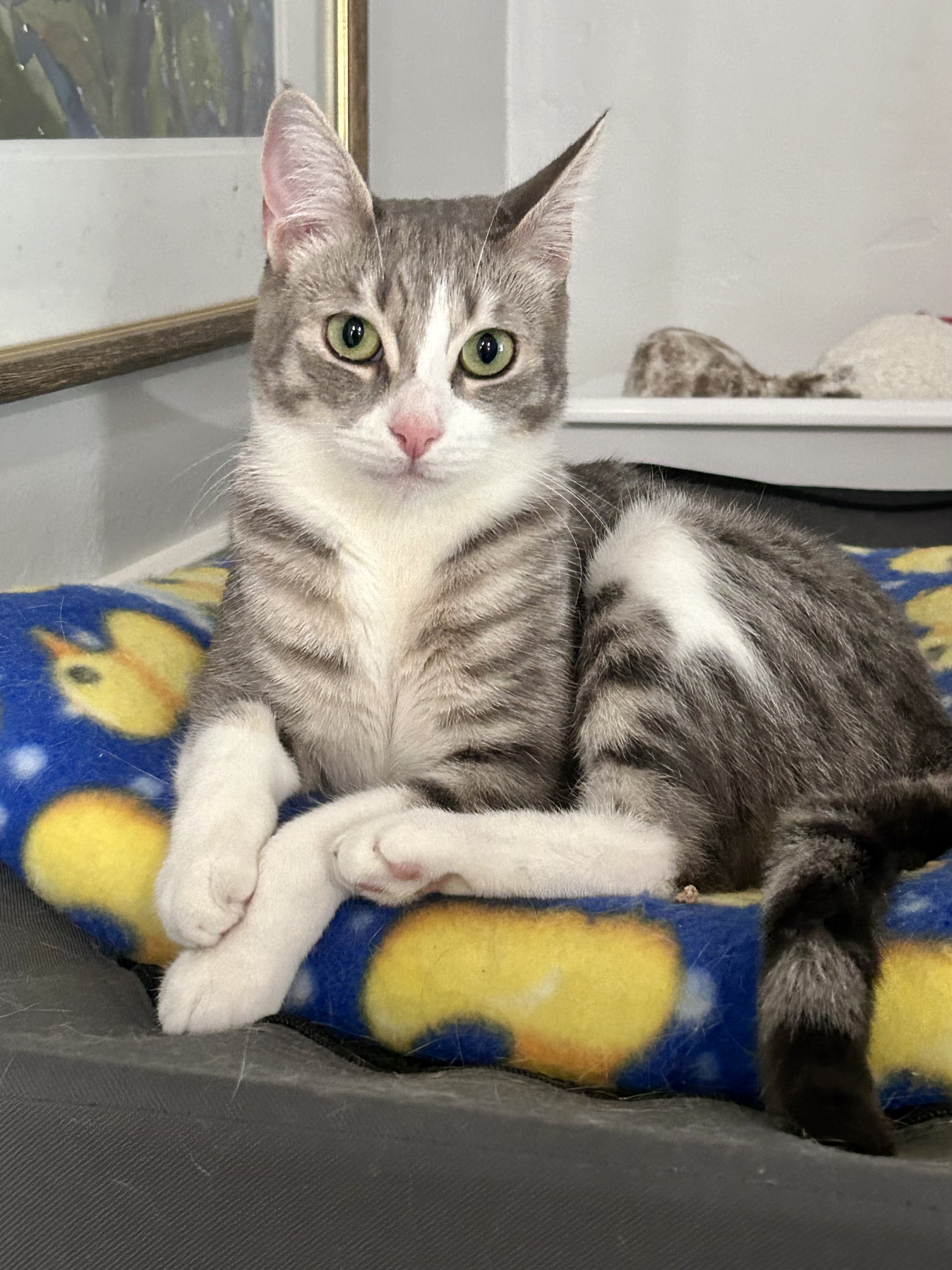 Poppy, a Adoptable Domestic Short Hair in Los Alamitos, CA image 2/5