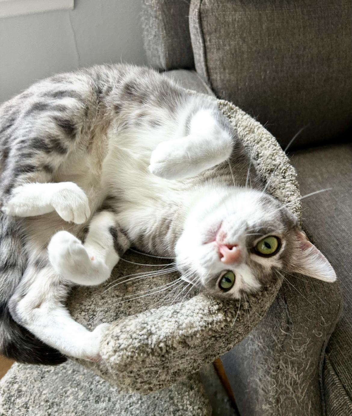 Poppy, a Adoptable Domestic Short Hair in Los Alamitos, CA image 4/5