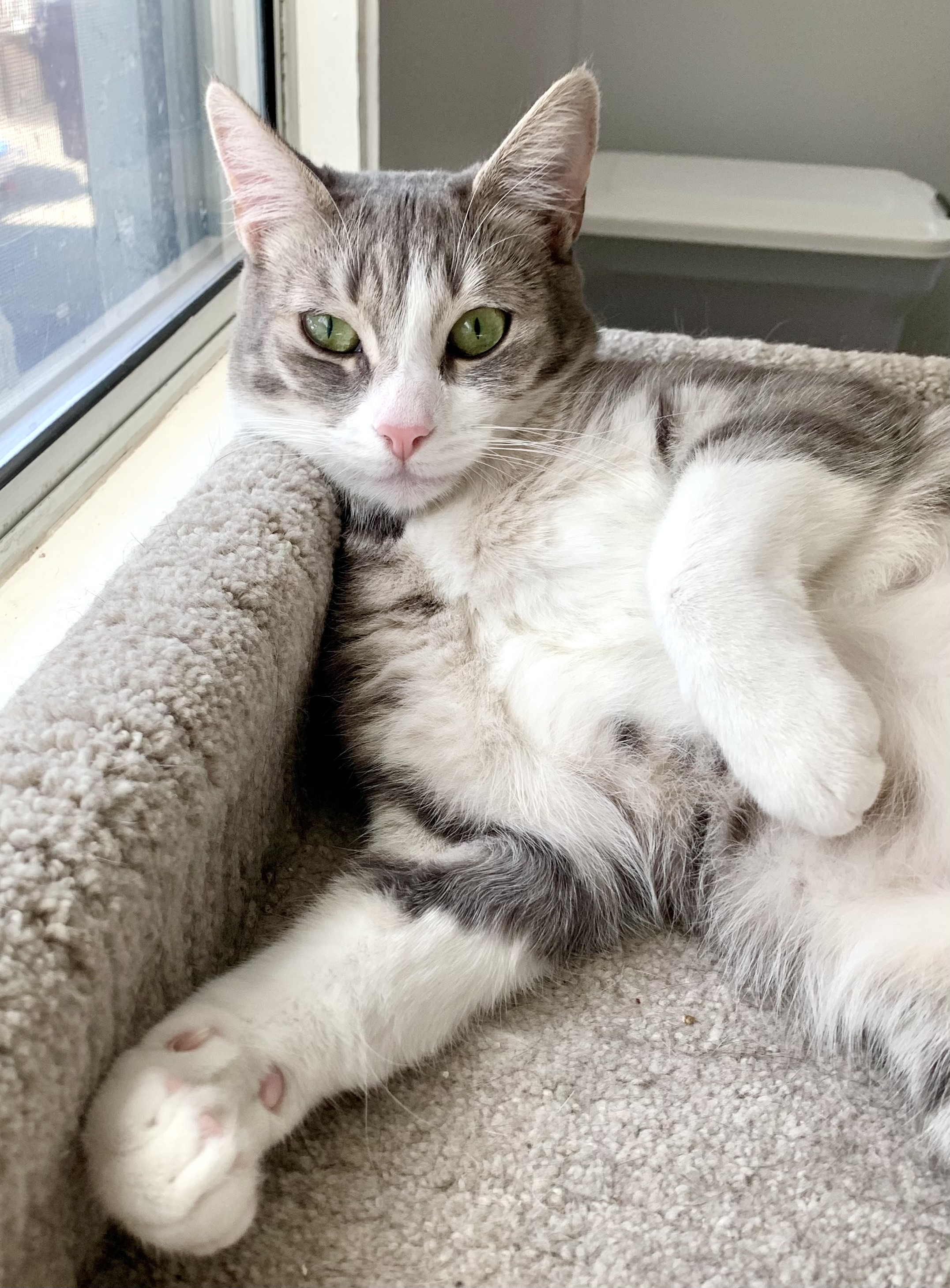 Poppy, a Adoptable Domestic Short Hair in Los Alamitos, CA image 3/5