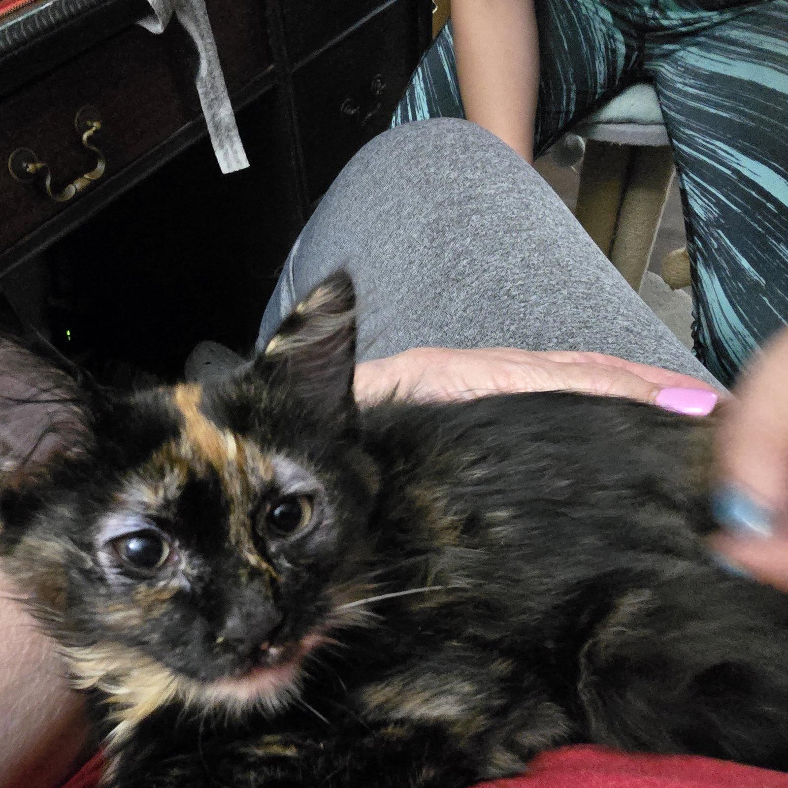 Enlarge Seven Up, a Adopted Domestic Short Hair in Trenton, NJ image 1/1