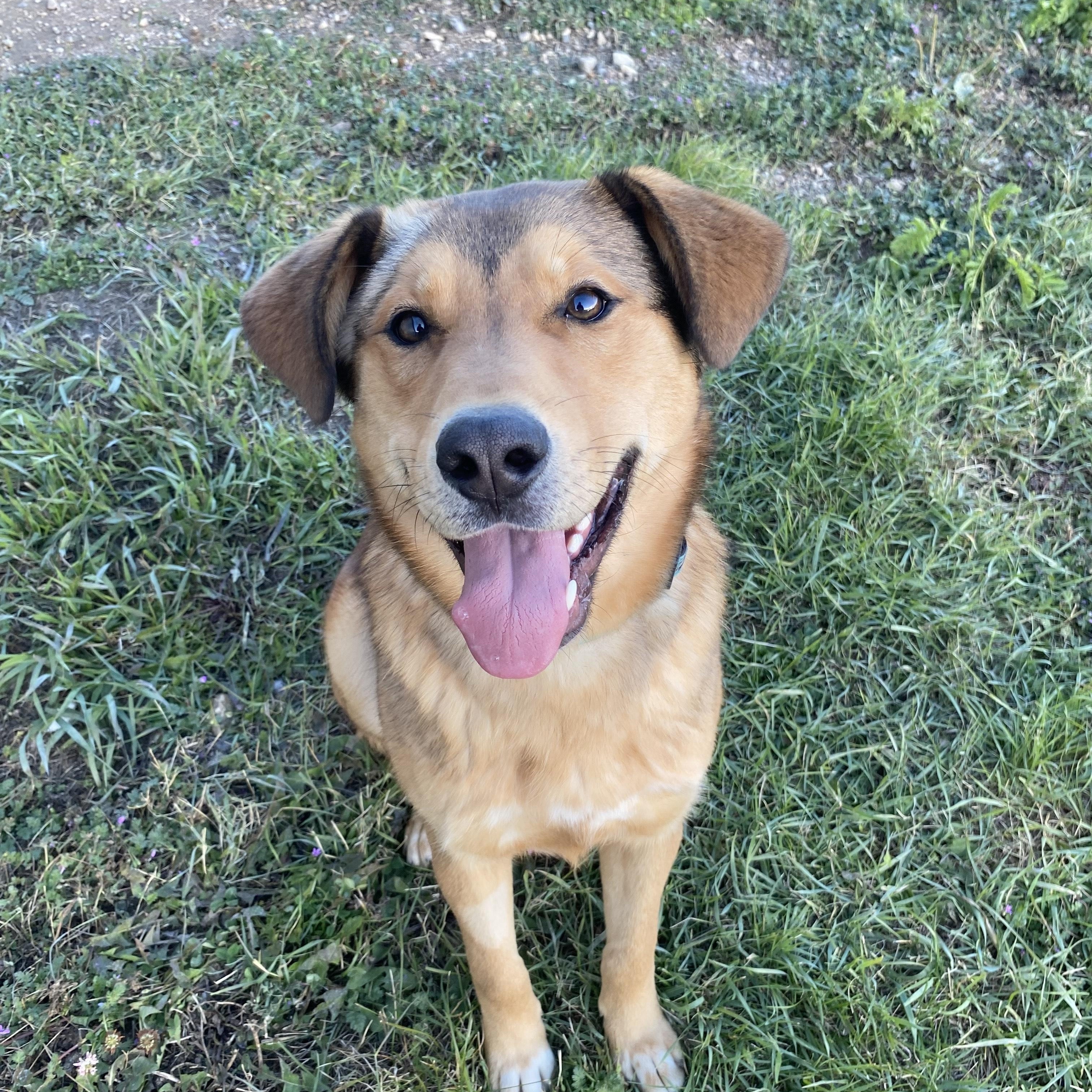 Lenny, Adoptable, Young Male Labrador Retriever.