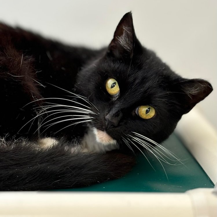 Cat for adoption Macy, a Domestic Short Hair in Batavia, NY Petfinder