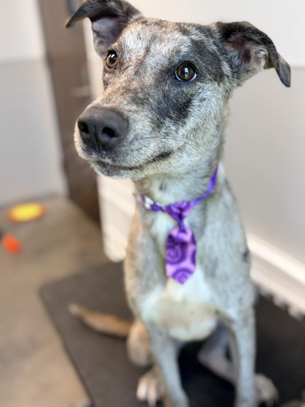 Diablo, a Adoptable mixed breed in Lafayette, LA image 1/2