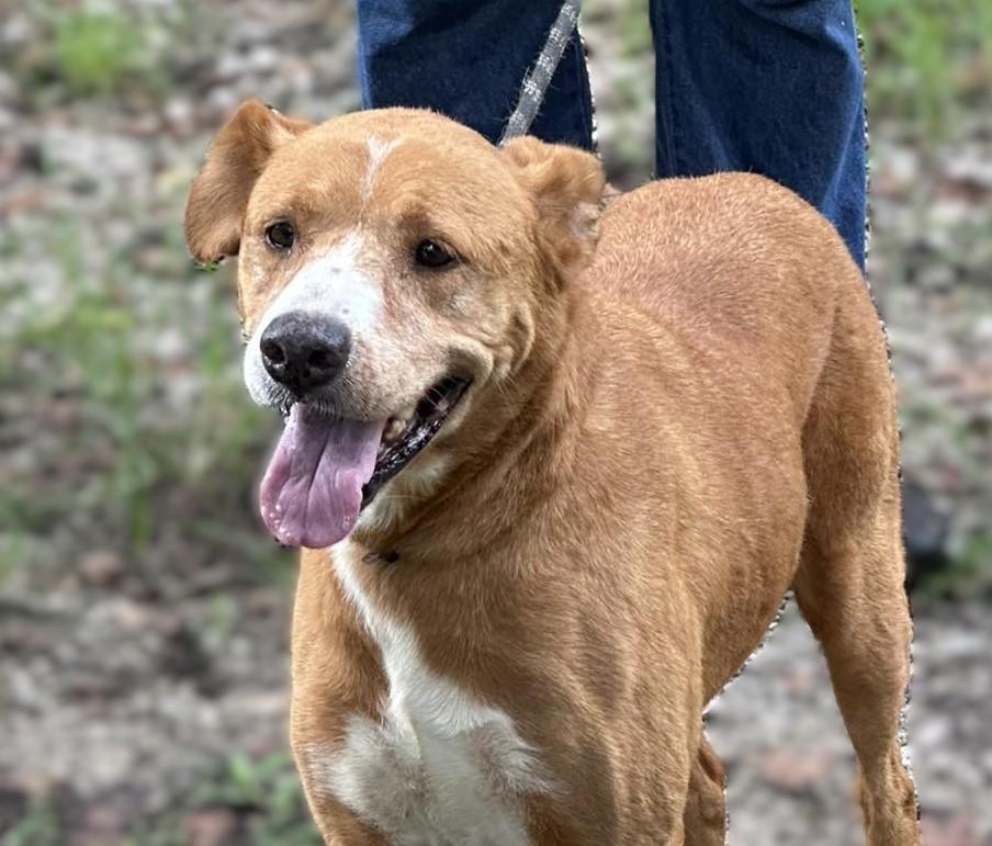 Honey, Adoptable, Adult Female Labrador Retriever.