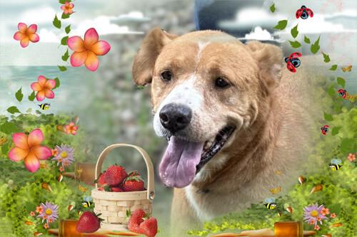 Enlarge Honey, a Adoptable mixed breed in Lexington, VA image 2/6