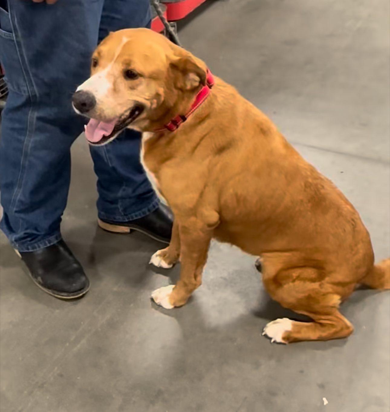 Enlarge Honey, a Adoptable mixed breed in Lexington, VA image 3/6