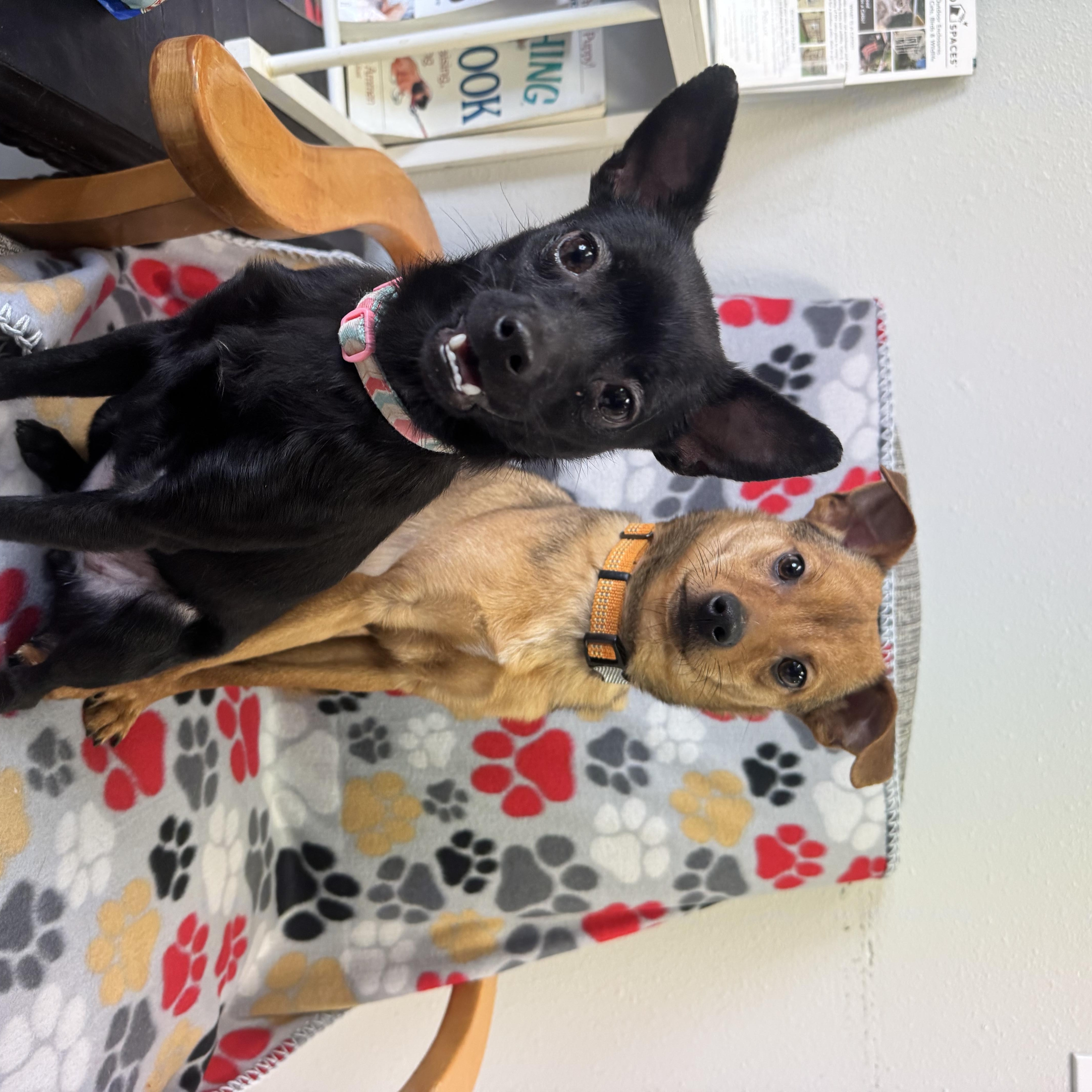 Pooh and Ruby (BONDED PAIR), a ADOPTABLE mixed breed in La Grande, OR image 1/3