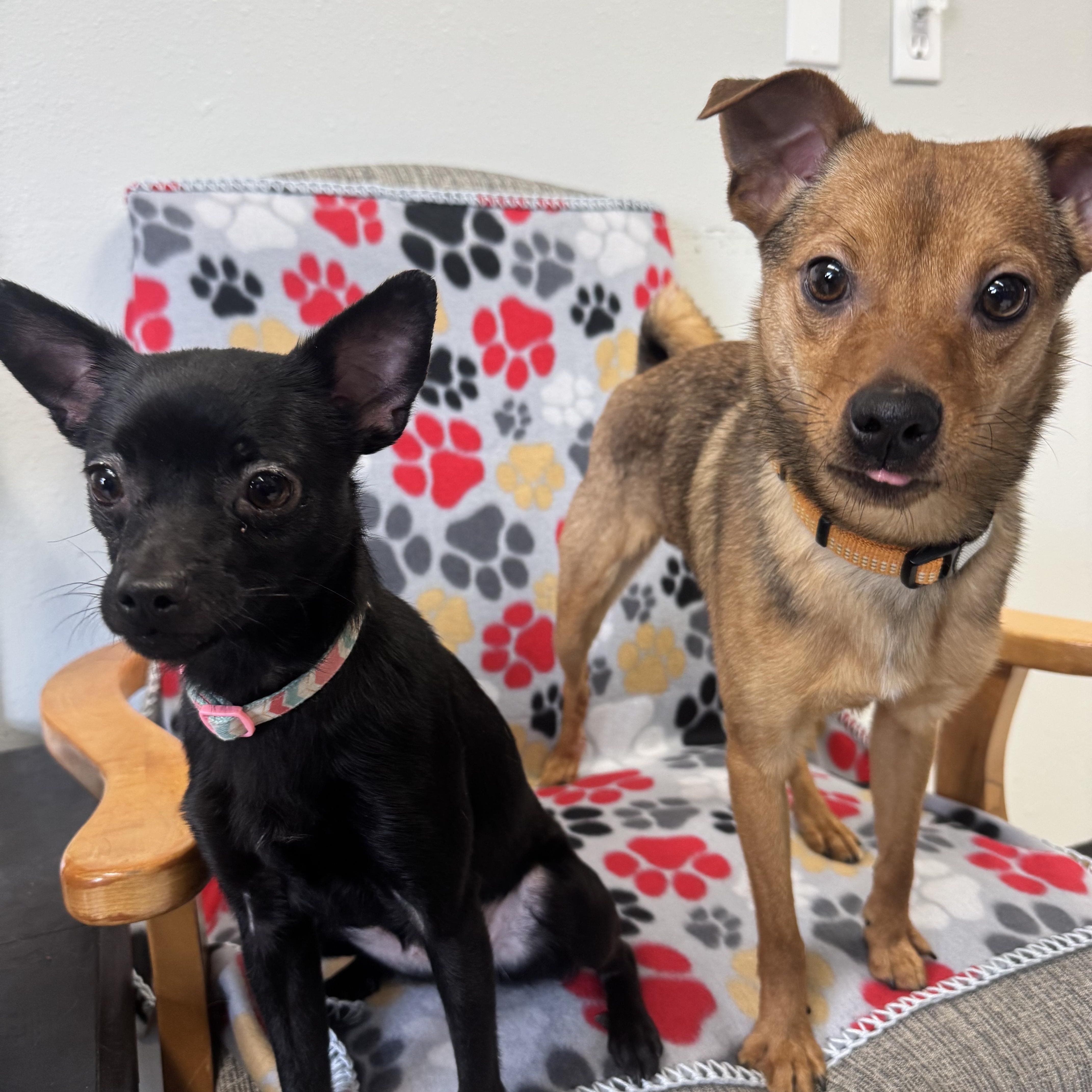 Pooh and Ruby (BONDED PAIR), a ADOPTABLE mixed breed in La Grande, OR image 3/3