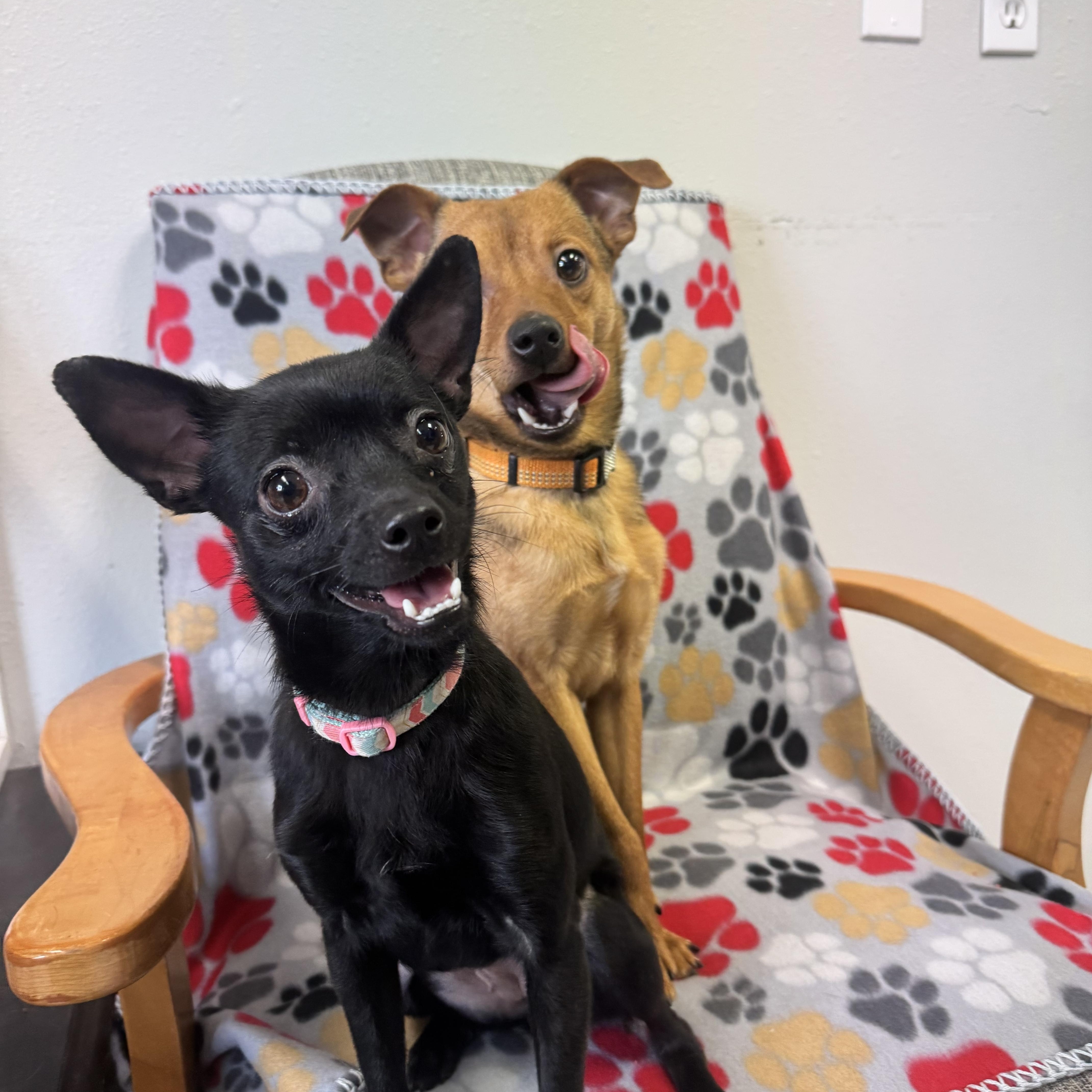 Pooh and Ruby (BONDED PAIR), a ADOPTABLE mixed breed in La Grande, OR image 2/3