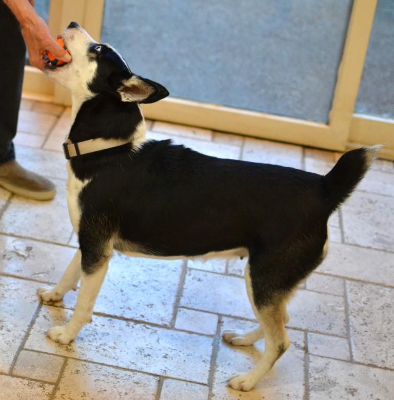 Sheba, a Adoptable mixed breed in White Plains, NY image 2/5