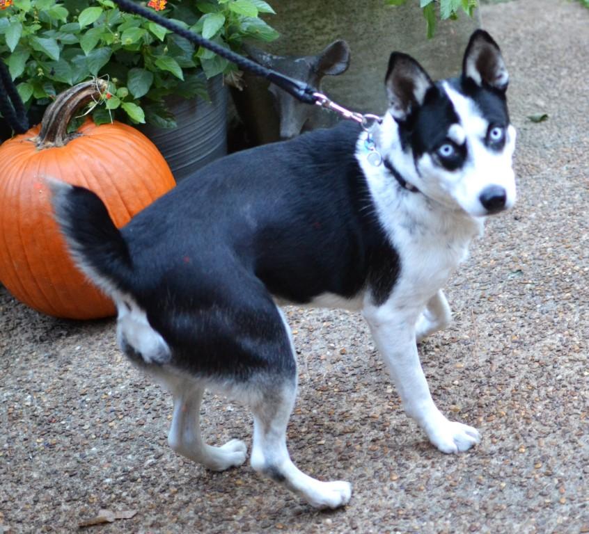 Sheba, a Adoptable mixed breed in White Plains, NY image 4/5