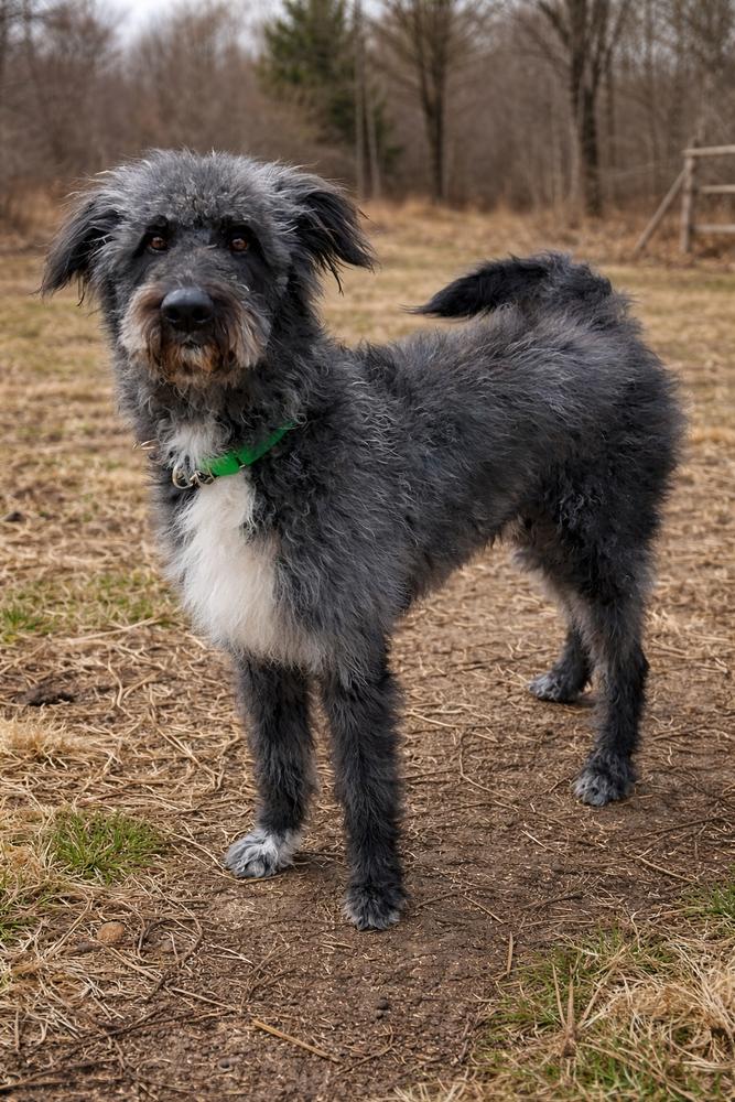 Enlarge Sprocket, a Adoptable mixed breed in Oakland, MI image 2/4