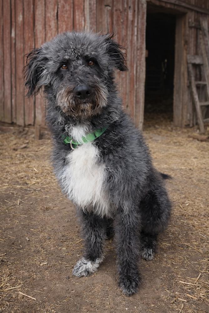 Enlarge Sprocket, a Adoptable mixed breed in Oakland, MI image 4/4