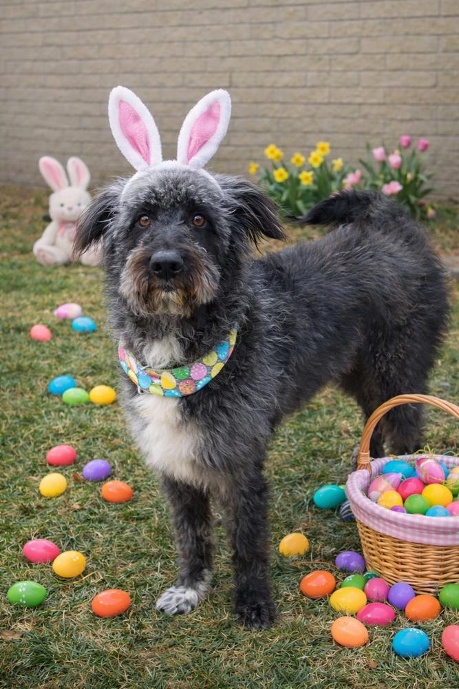 Enlarge Sprocket, a Adoptable mixed breed in Oakland, MI image 1/4