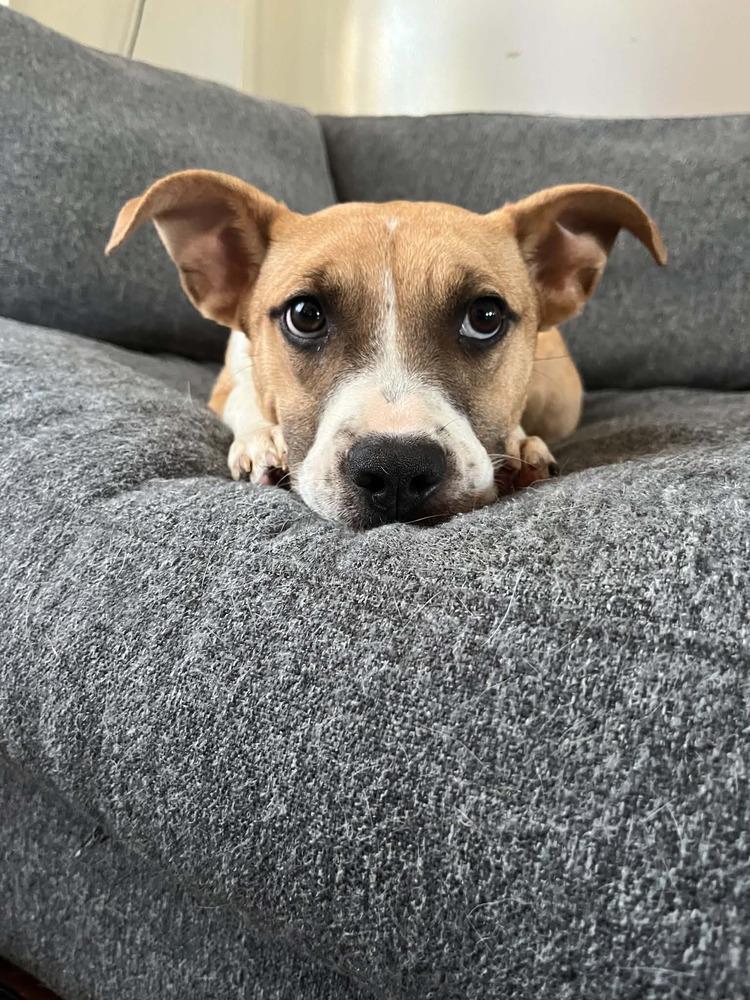 Enlarge Floyd Dawgs : Orisa, a Adoptable mixed breed in Aurora, IN image 2/6