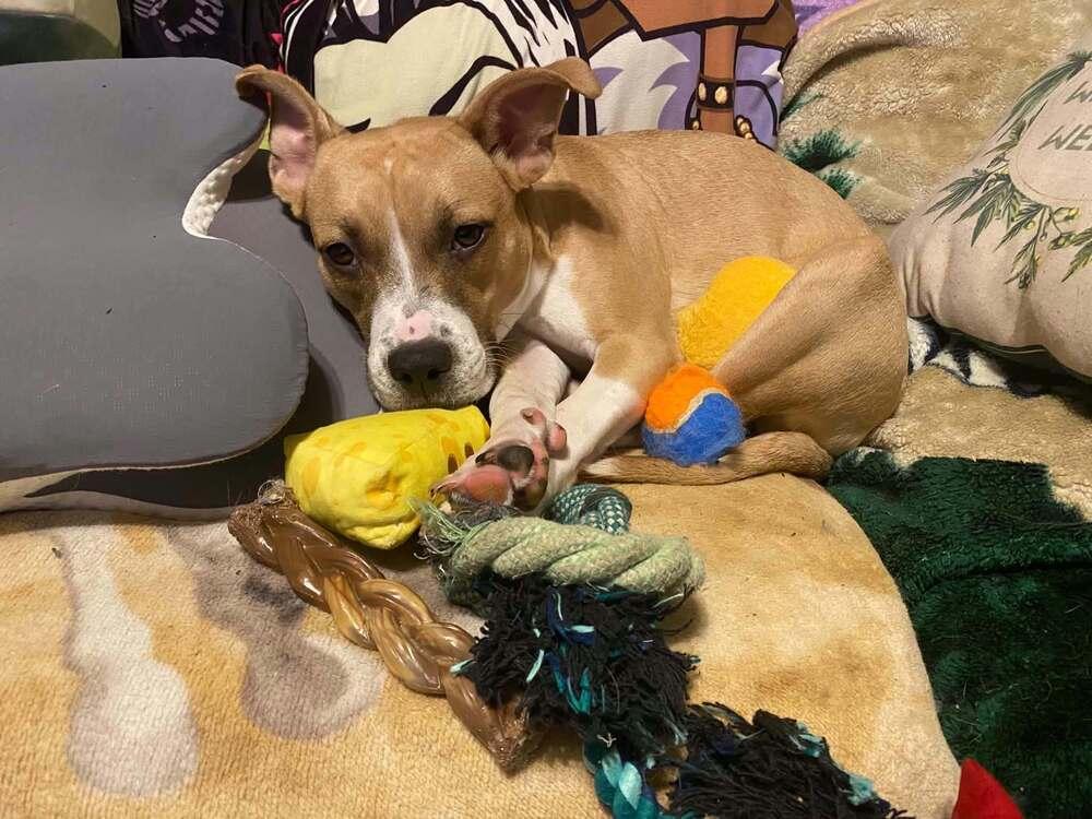 Enlarge Floyd Dawgs : Orisa, a Adoptable mixed breed in Aurora, IN image 5/6