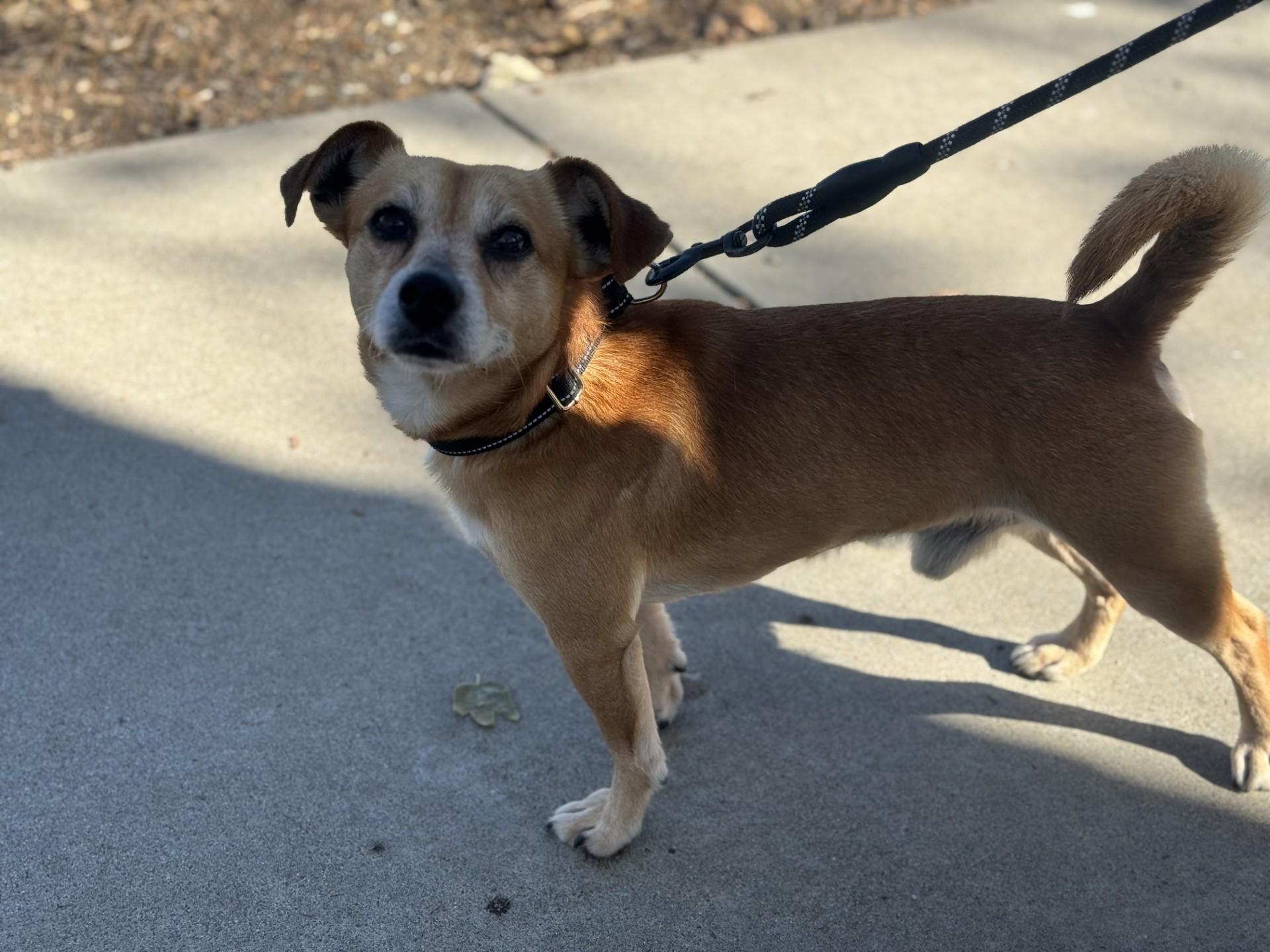 Enlarge Cody, a ADOPTABLE mixed breed in Mission Viejo, CA image 1/1