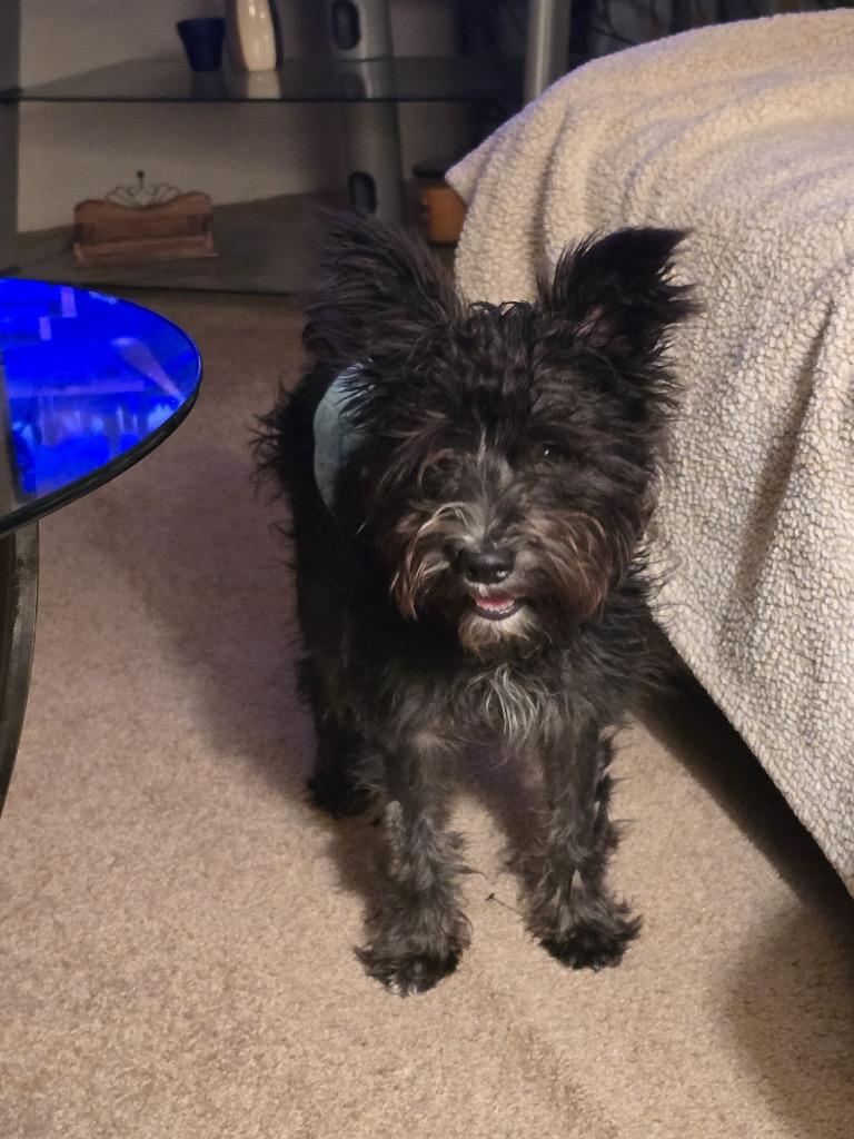 Joey, Adopted, Young Male Schnauzer.