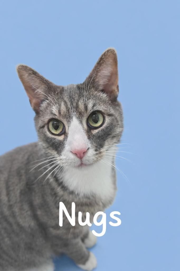 Enlarge Nugs, a Adoptable mixed breed in Leonardtown, MD image 1/1