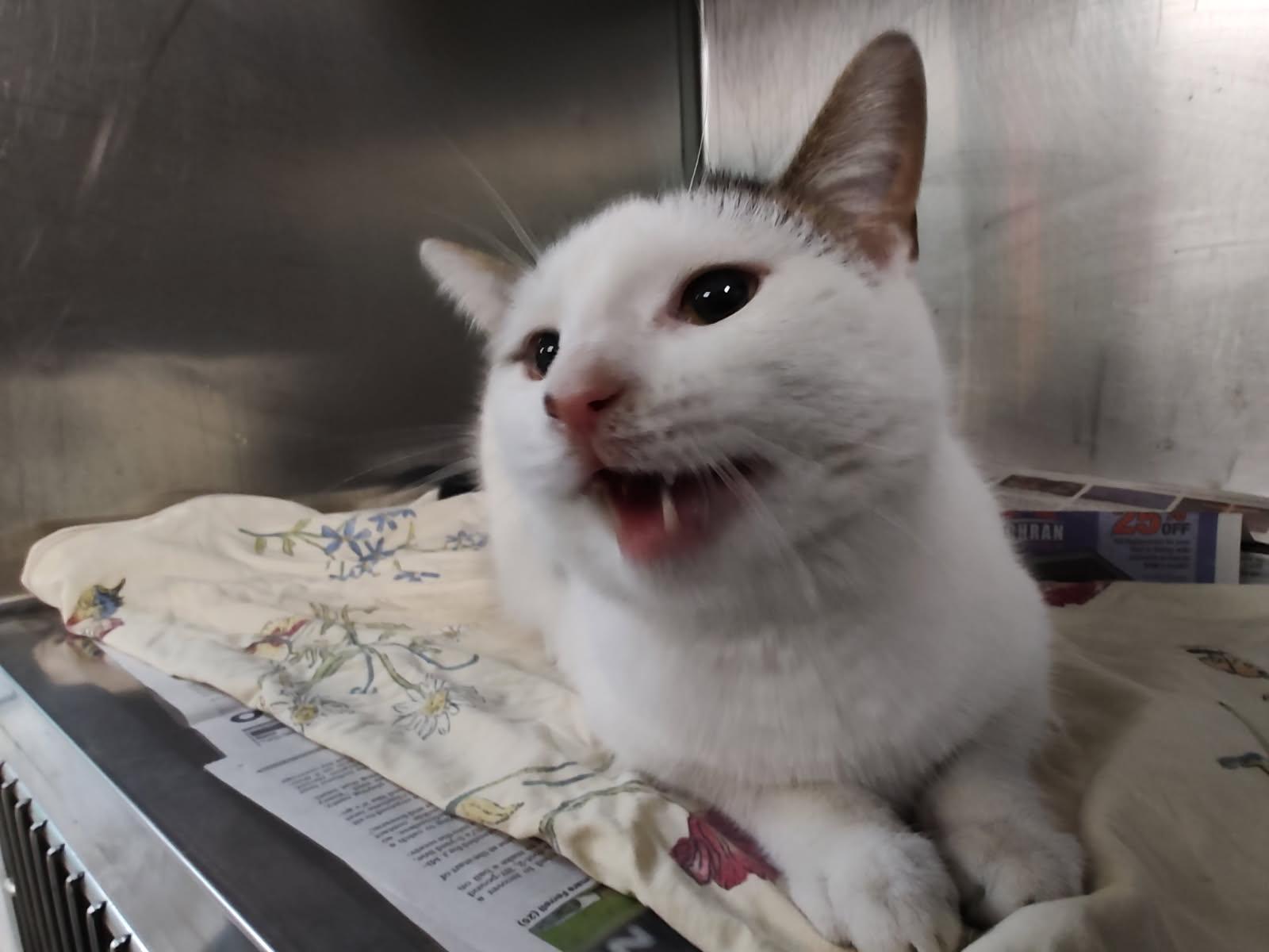 Enlarge Sammy, a Adoptable Domestic Short Hair in Muncie, IN image 1/2