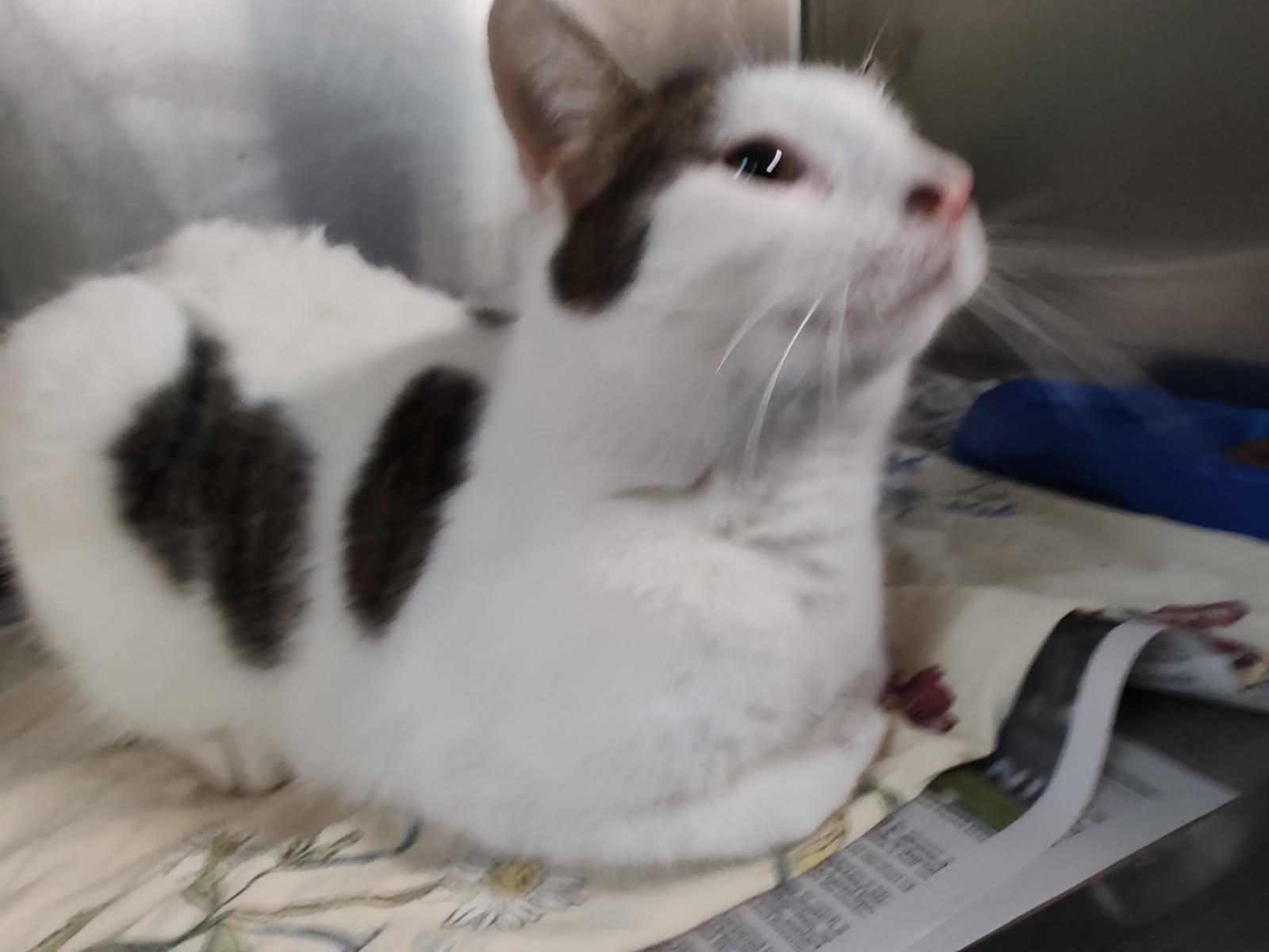 Enlarge Sammy, a Adoptable Domestic Short Hair in Muncie, IN image 2/2