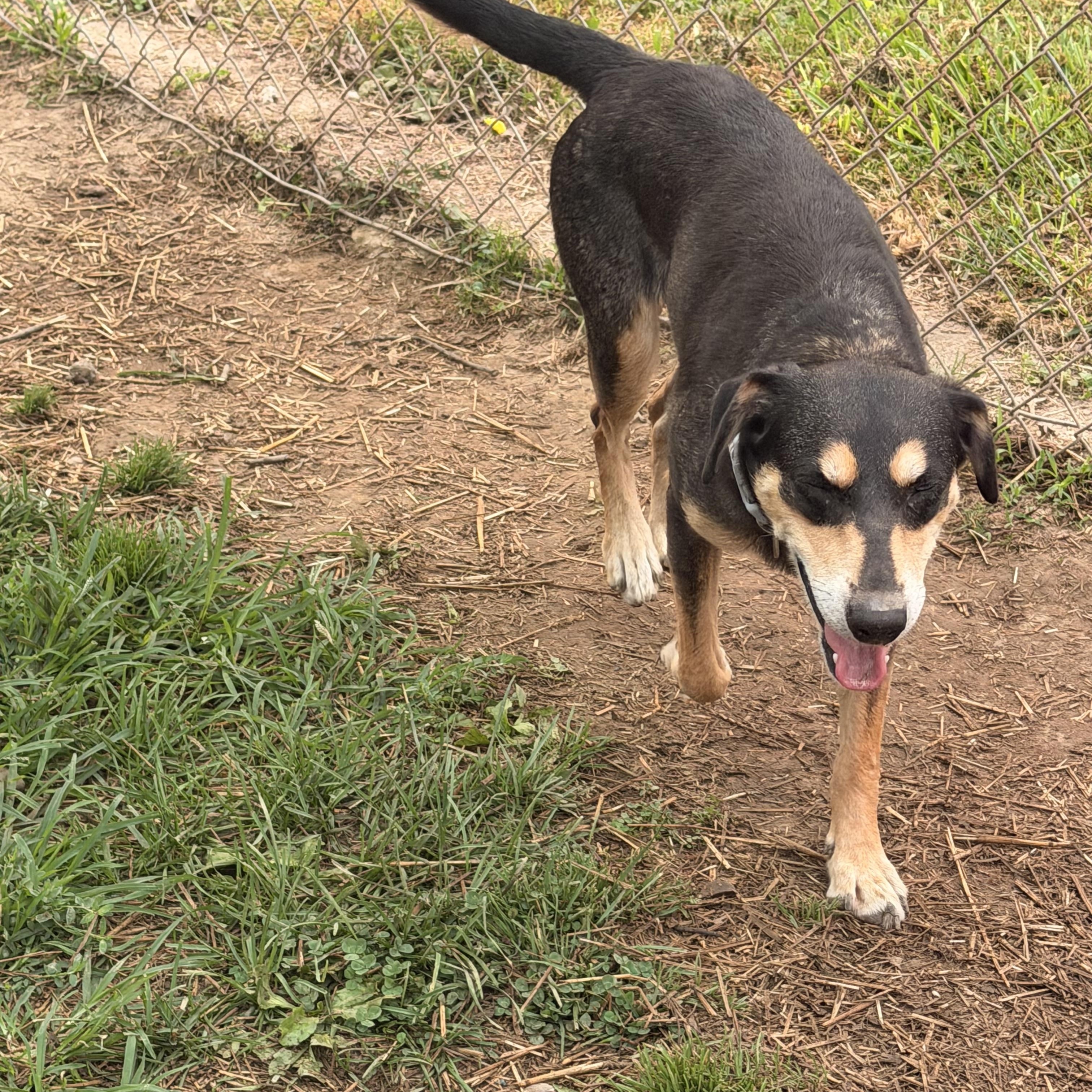 Honey, ADOPTABLE, Young Female Australian Shepherd.