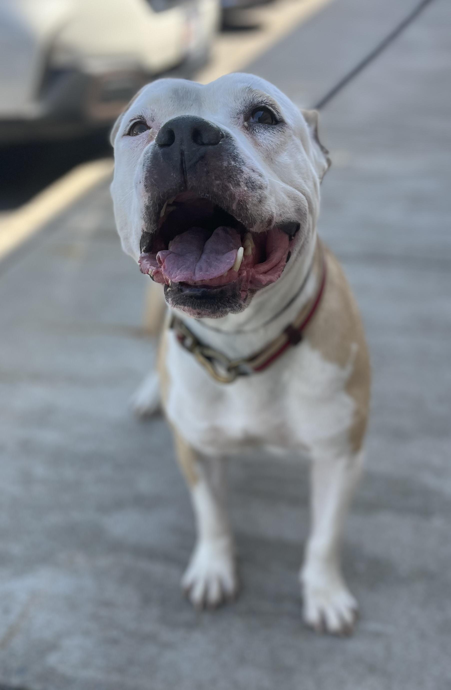 Enlarge Esme, a ADOPTABLE mixed breed in Buffalo, NY image 4/5