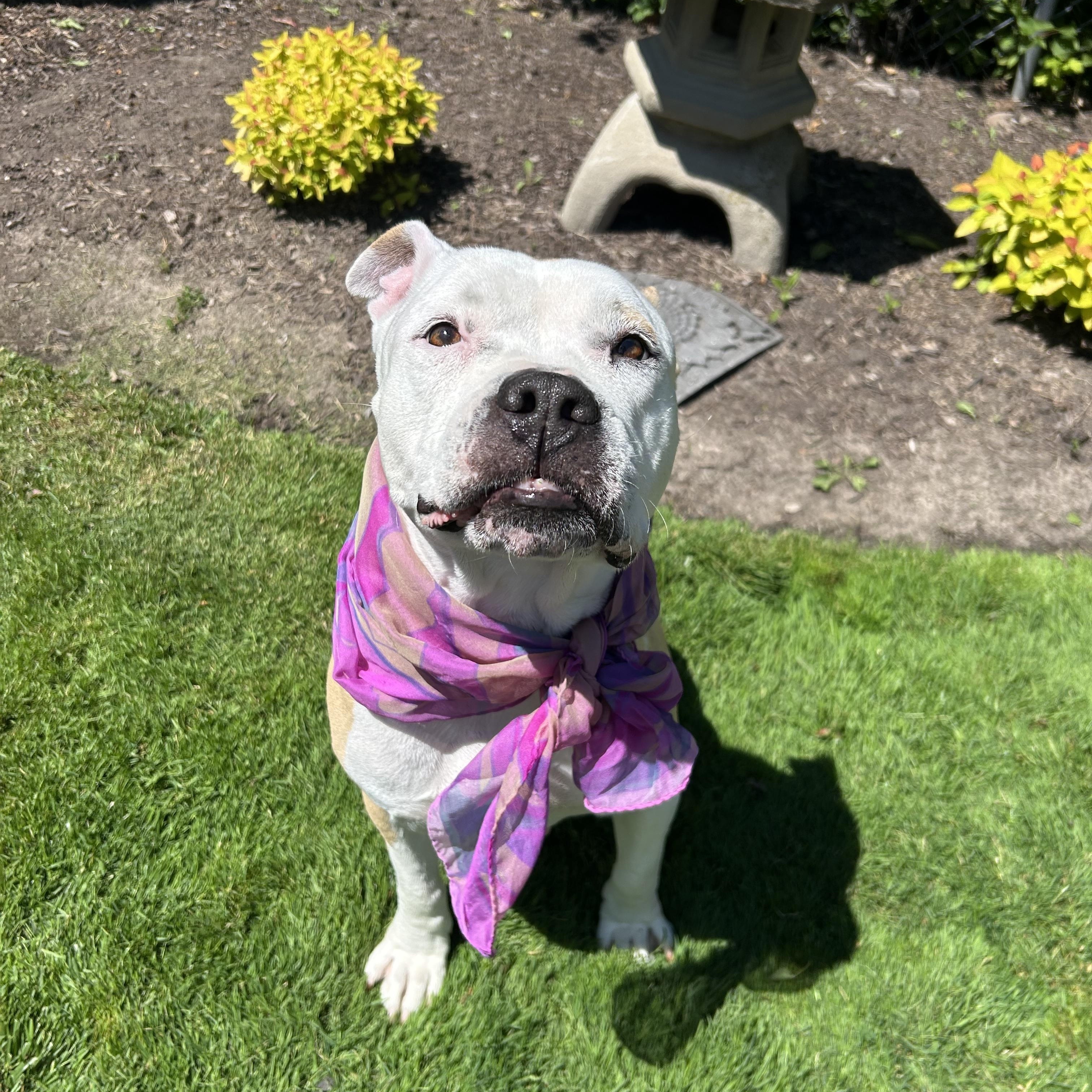 Enlarge Sasha, a ADOPTABLE mixed breed in Buffalo, NY image 5/6