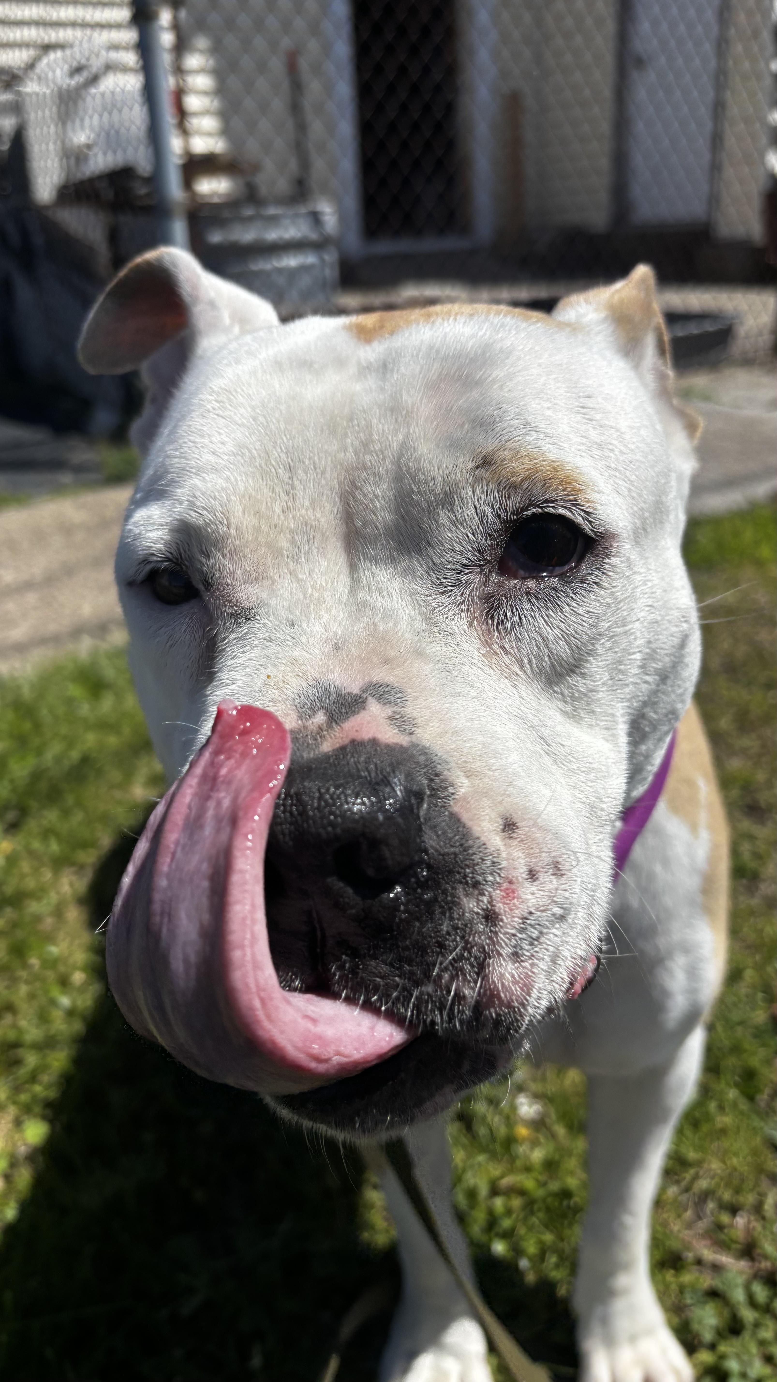 Sasha, a ADOPTABLE mixed breed in Buffalo, NY image 5/6