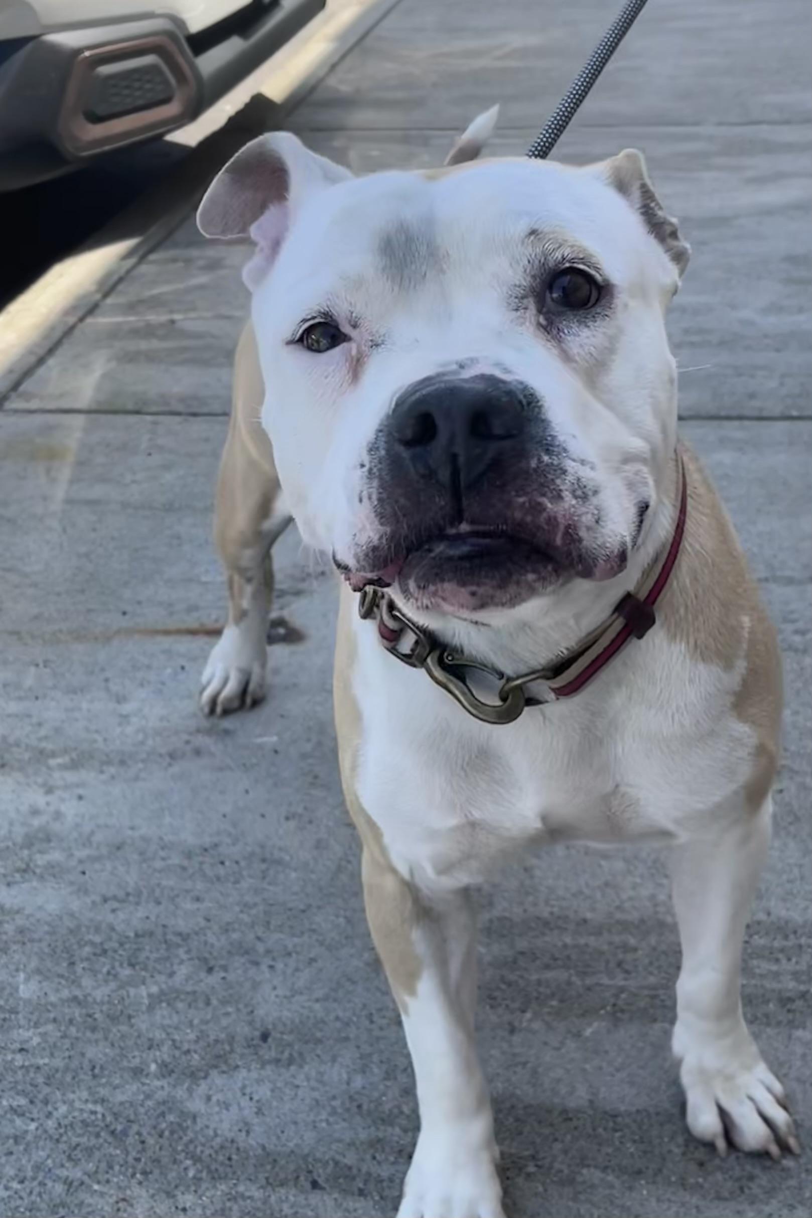 Enlarge Esme, a ADOPTABLE mixed breed in Buffalo, NY image 2/5