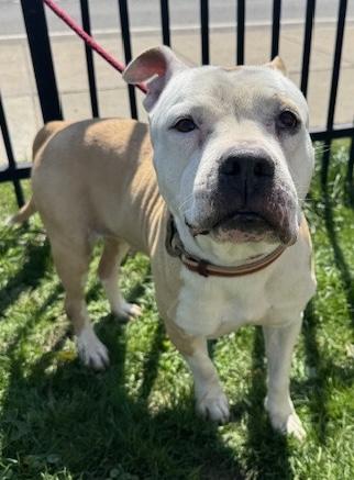 Enlarge Esme, a ADOPTABLE mixed breed in Buffalo, NY image 3/5