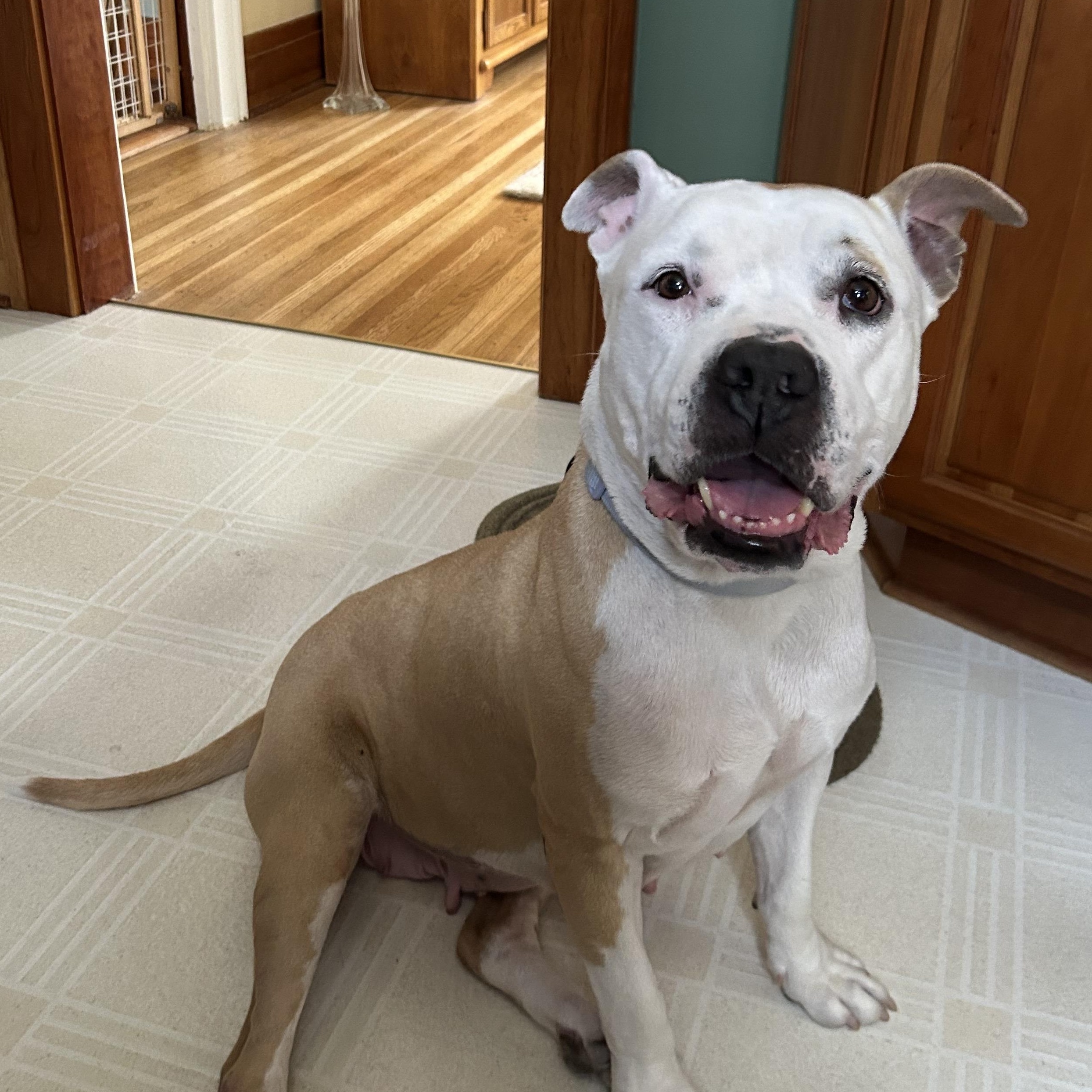 Enlarge Sasha, a ADOPTABLE mixed breed in Buffalo, NY image 6/6