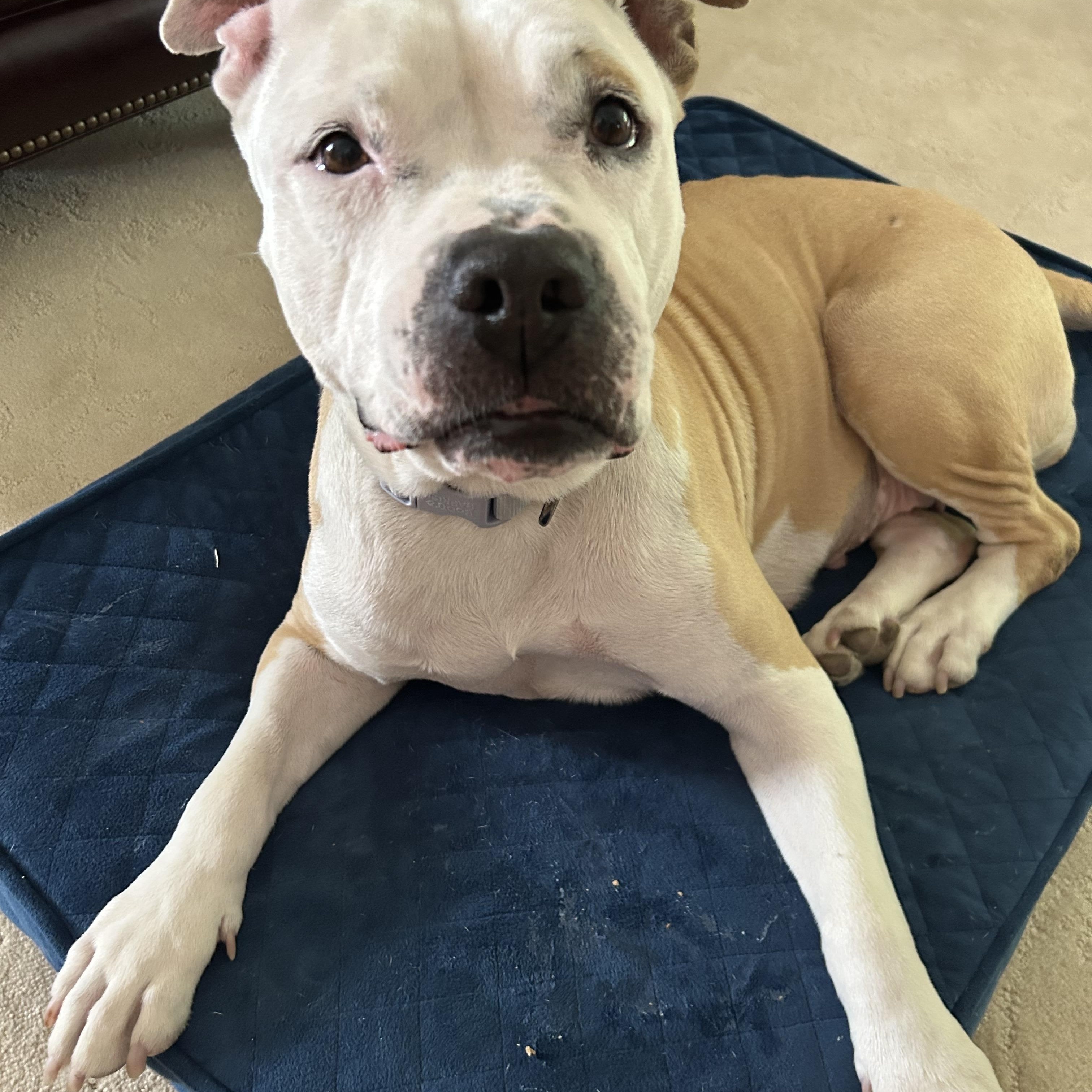 Enlarge Sasha, a ADOPTABLE mixed breed in Buffalo, NY image 2/6