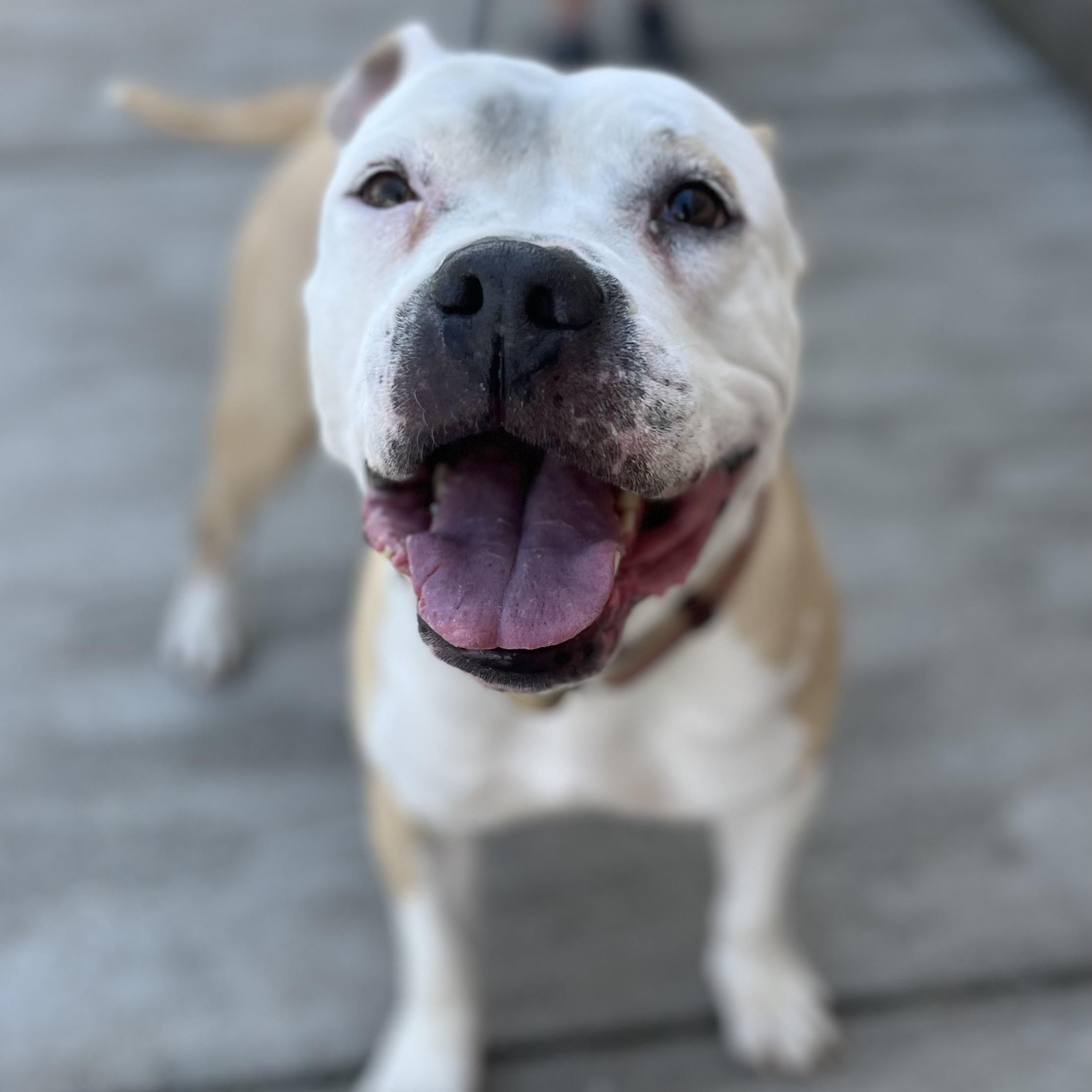 Sasha, a ADOPTABLE mixed breed in Buffalo, NY image 1/6
