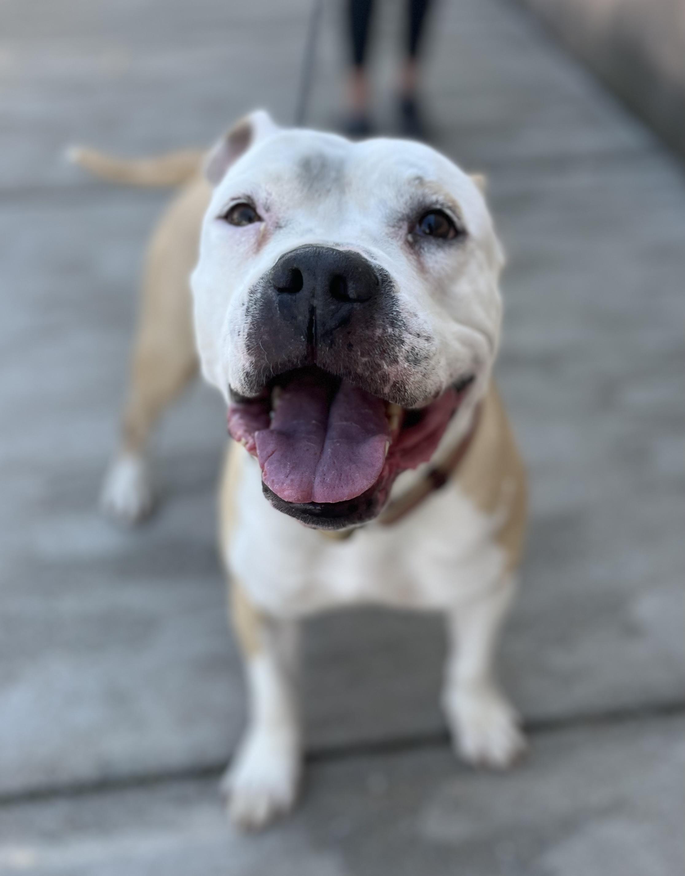 Enlarge Esme, a ADOPTABLE mixed breed in Buffalo, NY image 1/5